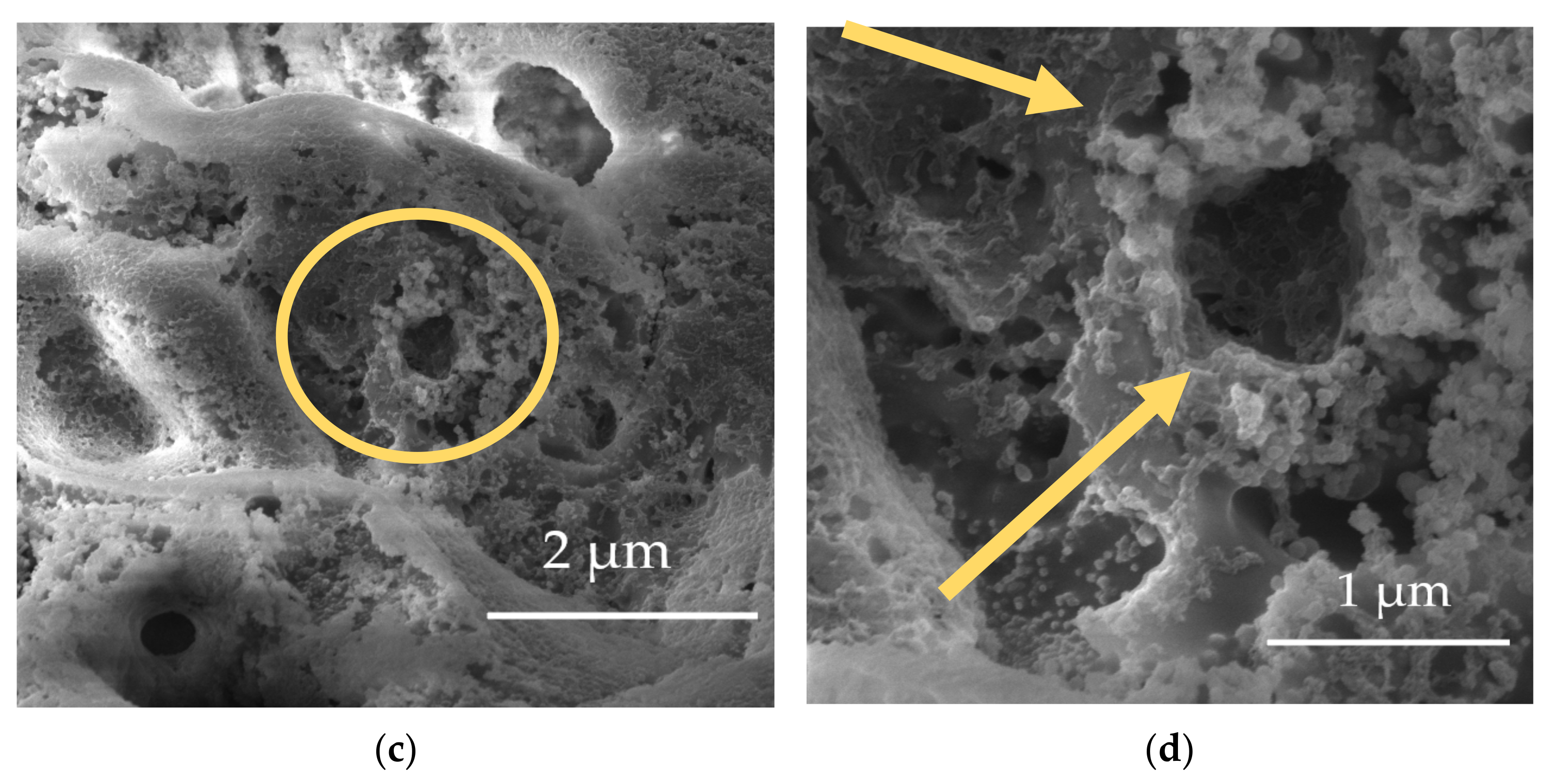 Coatings 12 00566 g010b