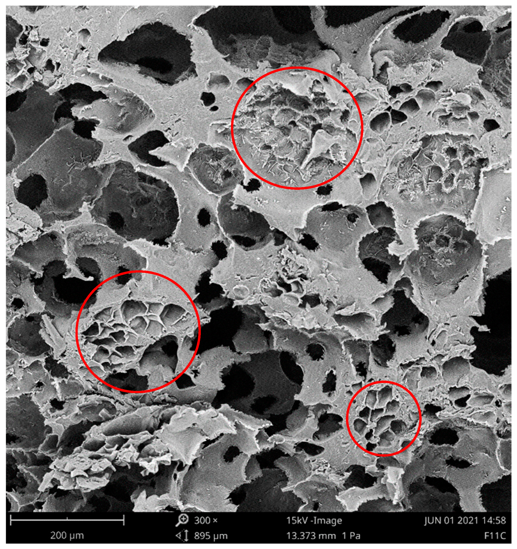 Coatings 12 00732 g003