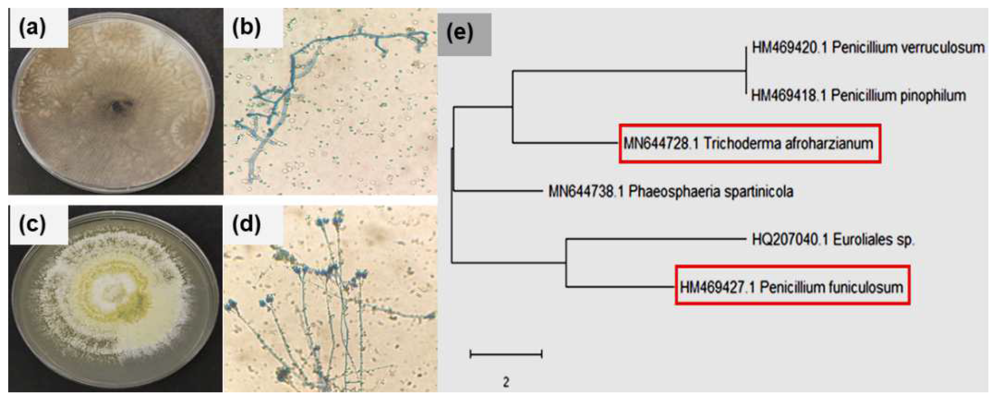 Coatings 12 00980 g001