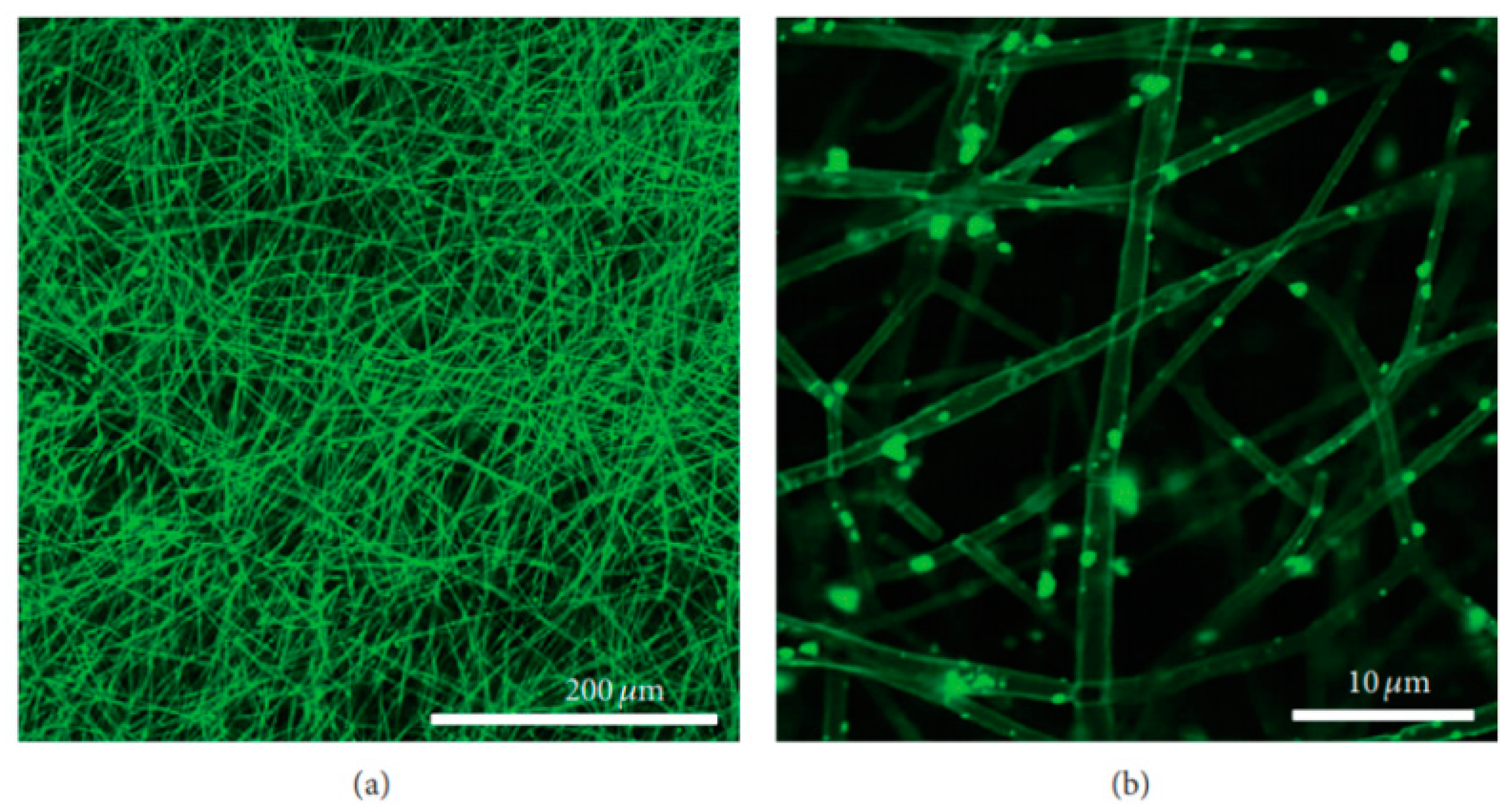 Coatings 12 00999 g023
