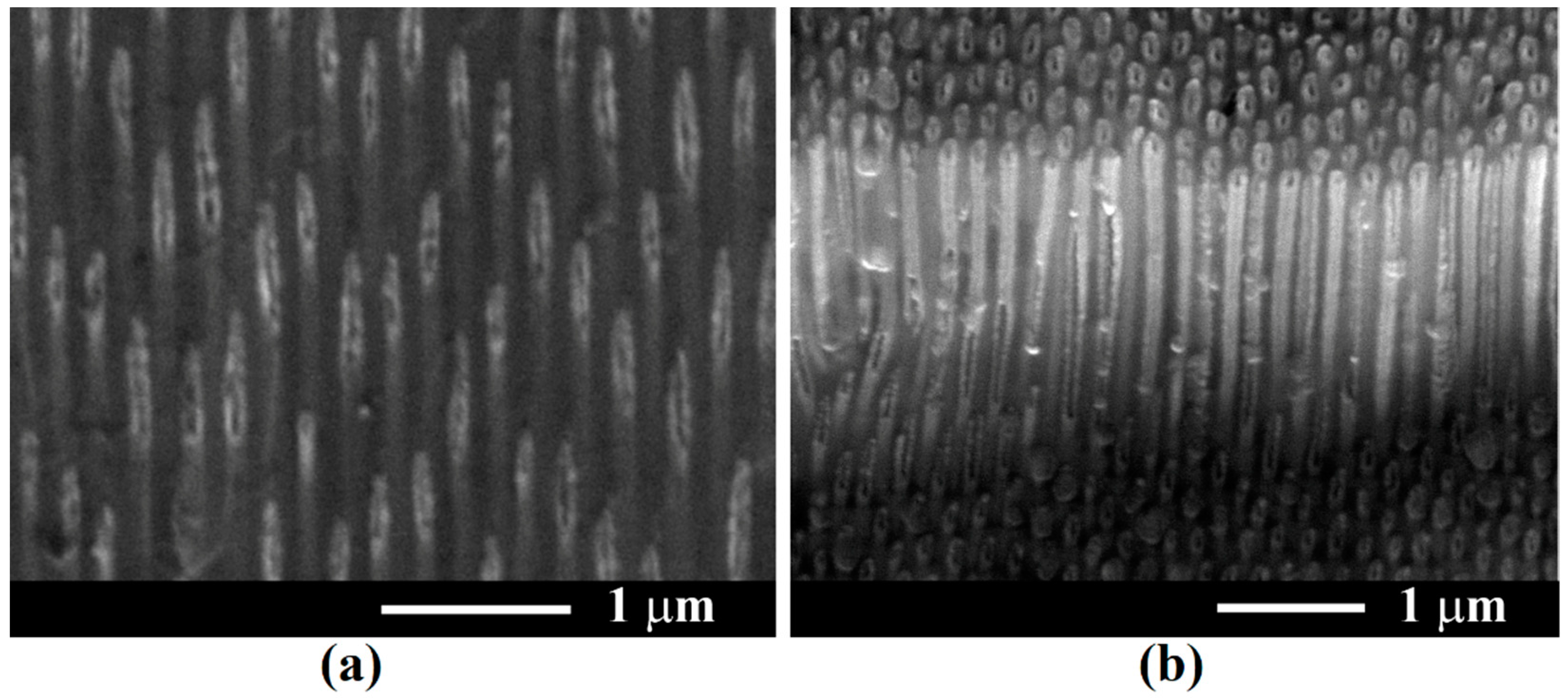 Coatings 12 01521 g004 Coatings 12 01521 g004