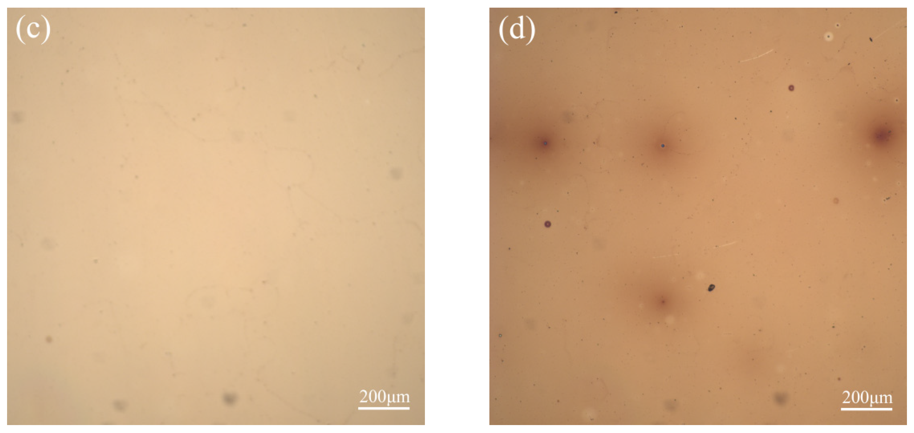 Coatings 12 01624 g003b