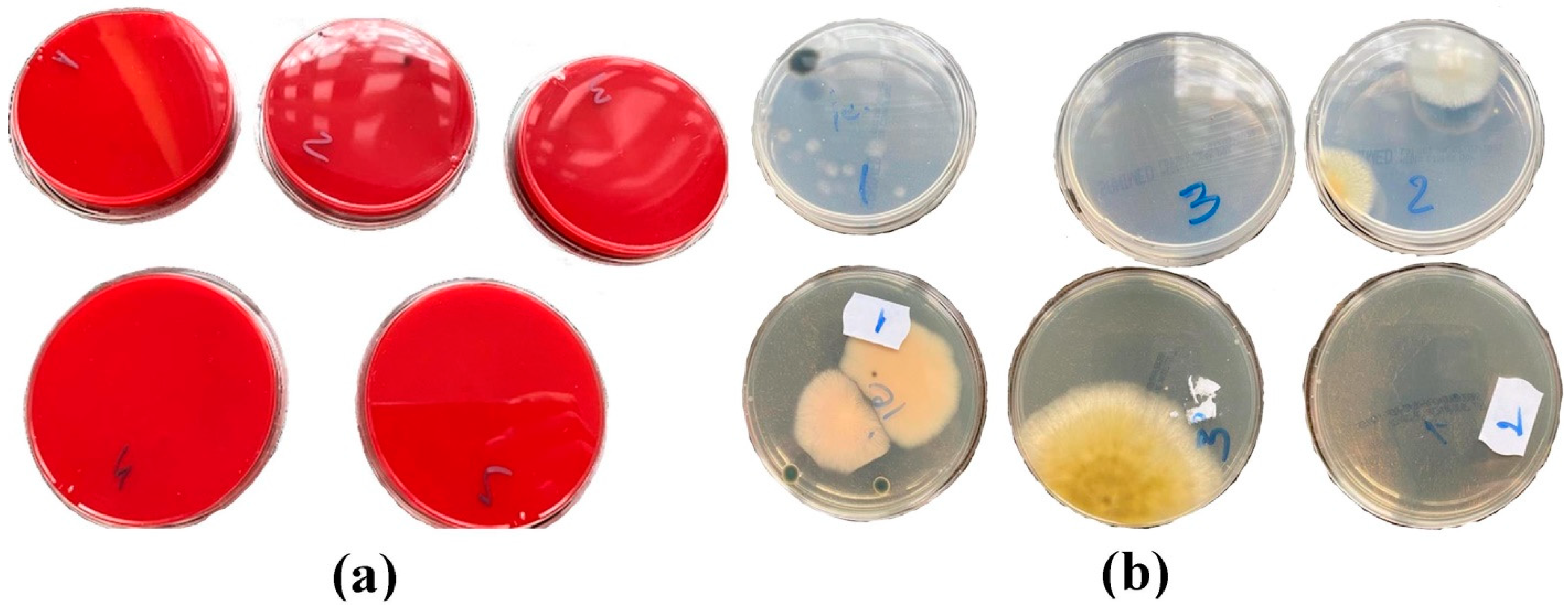 Coatings 12 01688 g003 Coatings 12 01688 g003