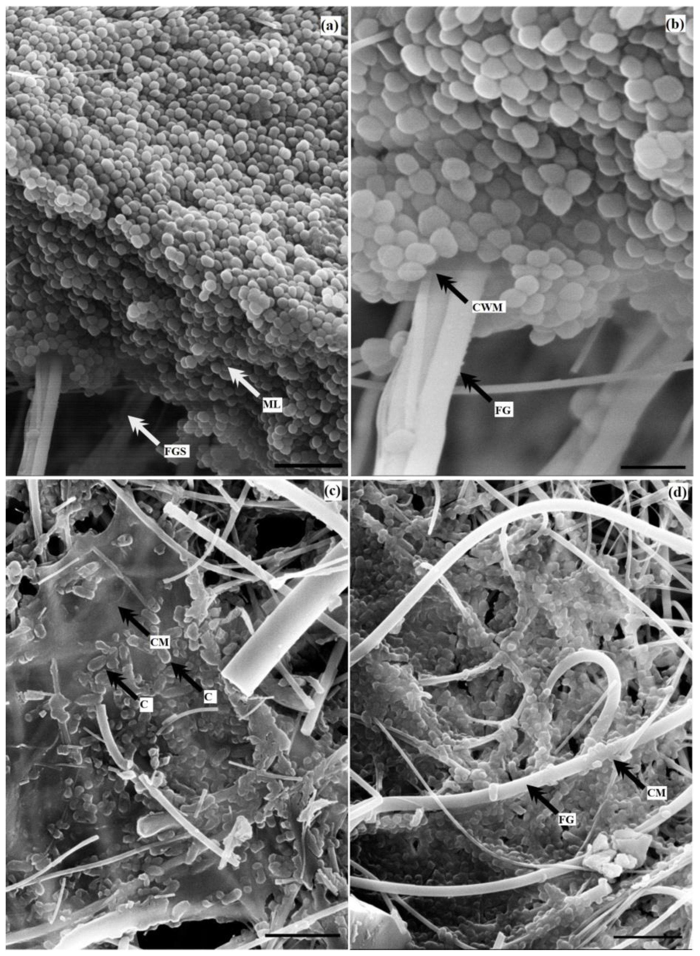 Coatings 12 01913 g007 Coatings 12 01913 g007