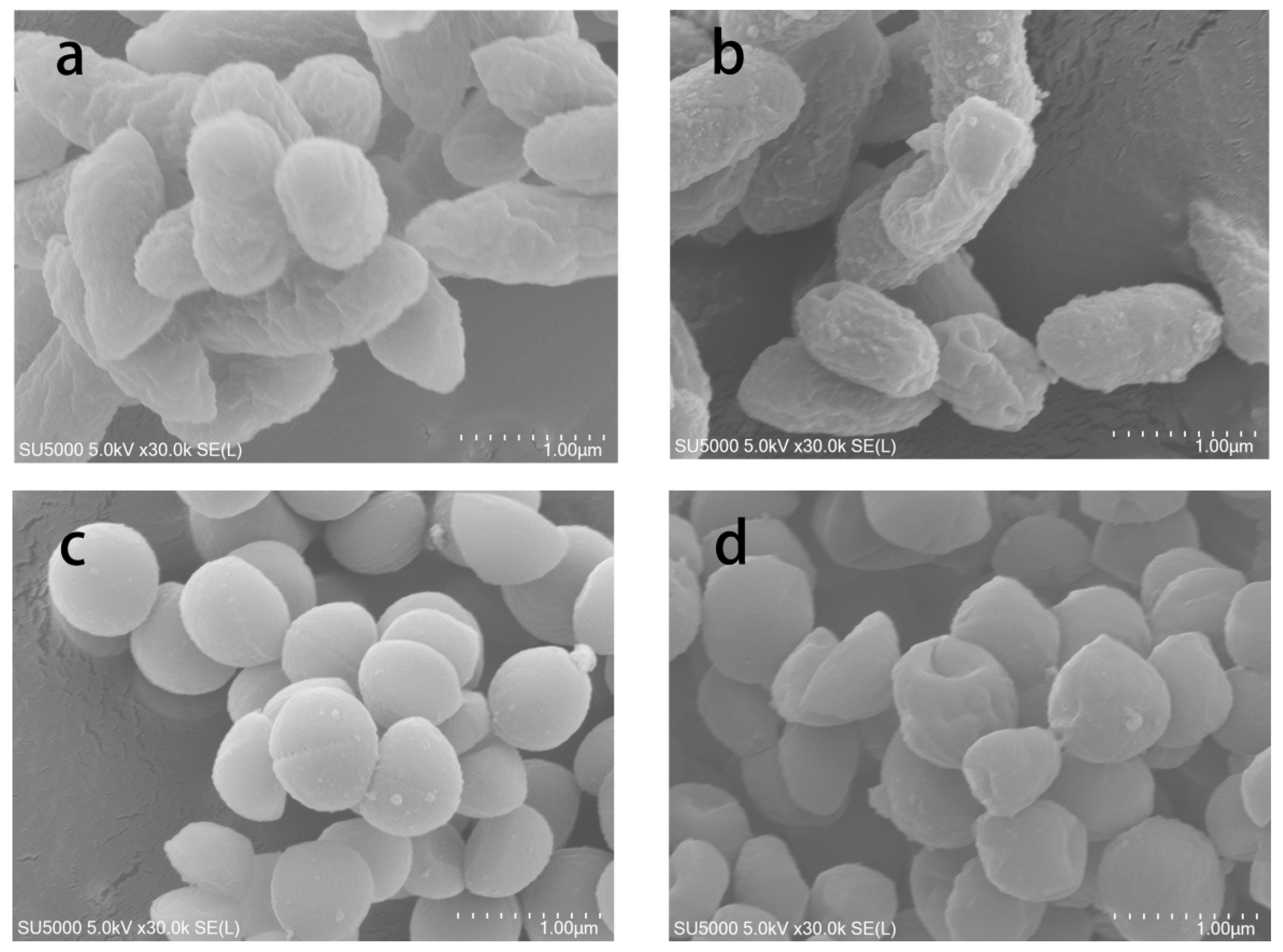 Coatings 13 00086 g008