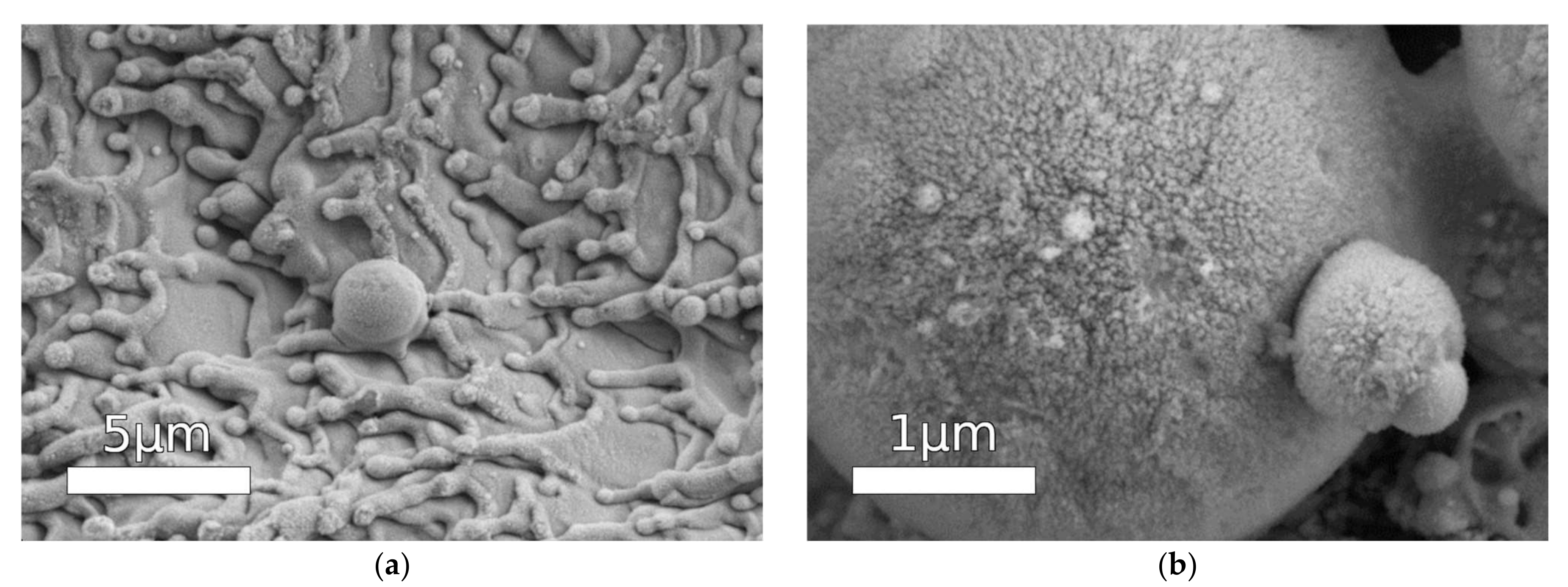 Coatings 13 00194 g002