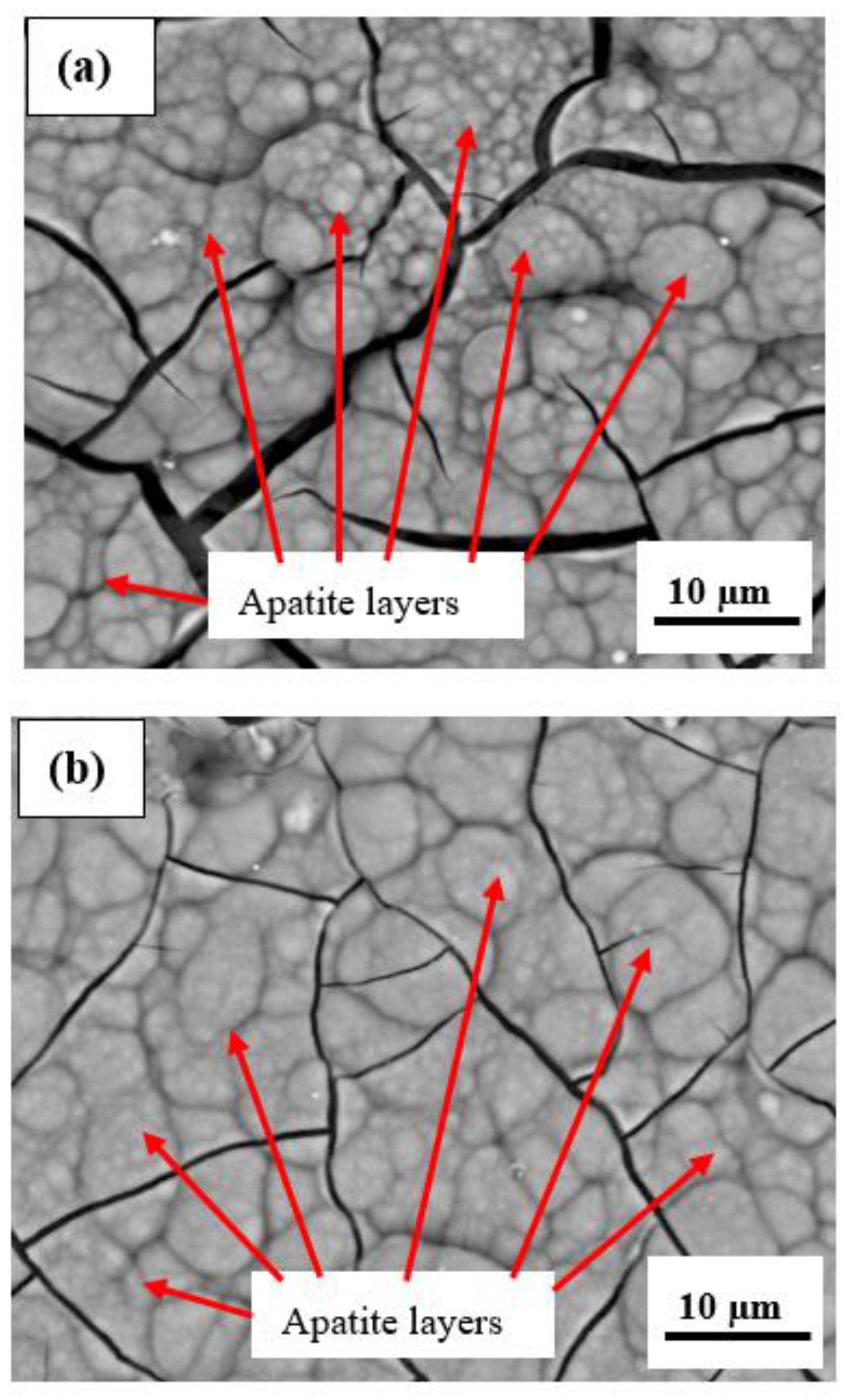 Coatings 13 00199 g010a