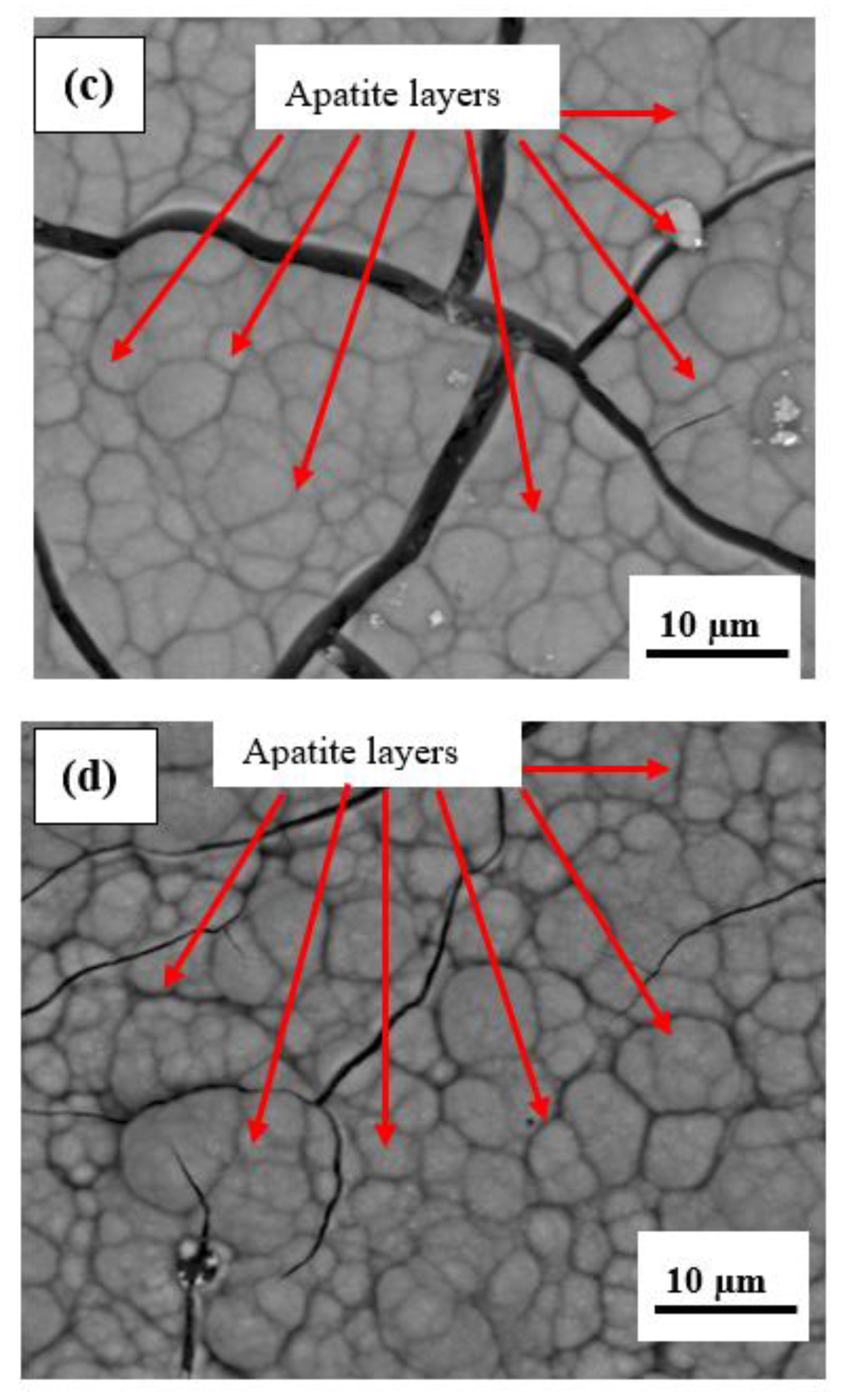 Coatings 13 00199 g010b