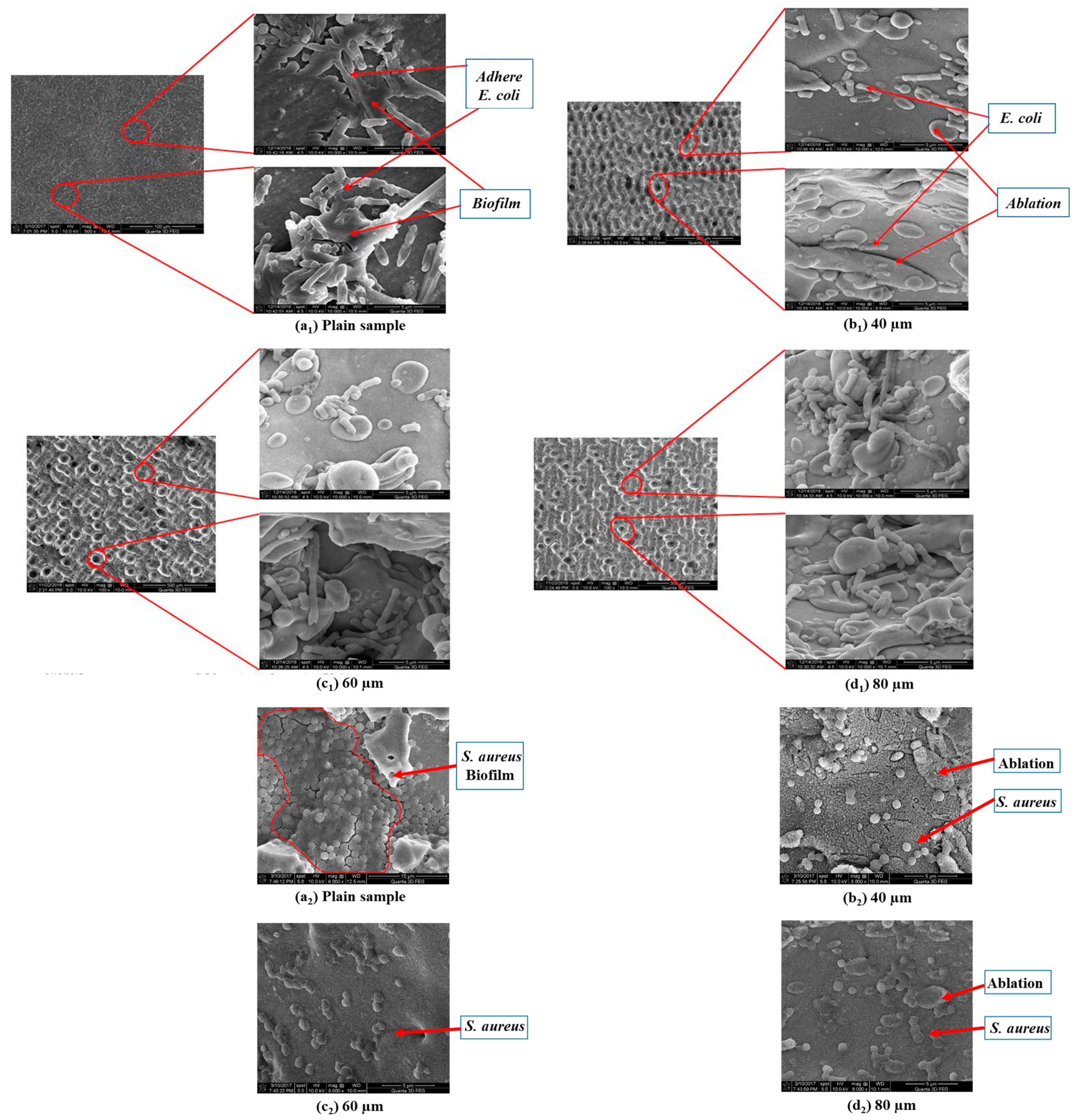 Coatings 13 00419 g006