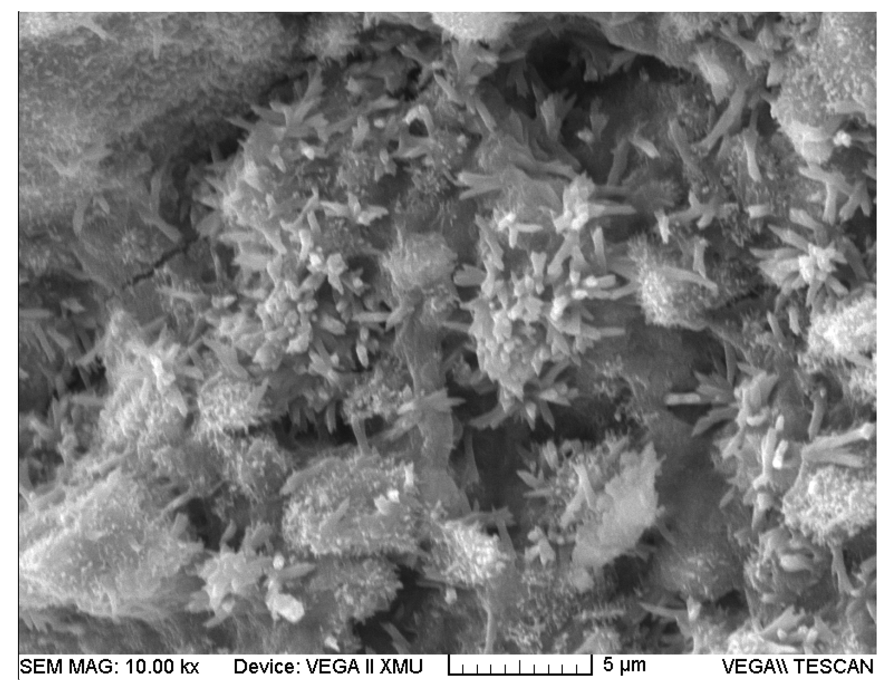 Coatings 13 00452 g004