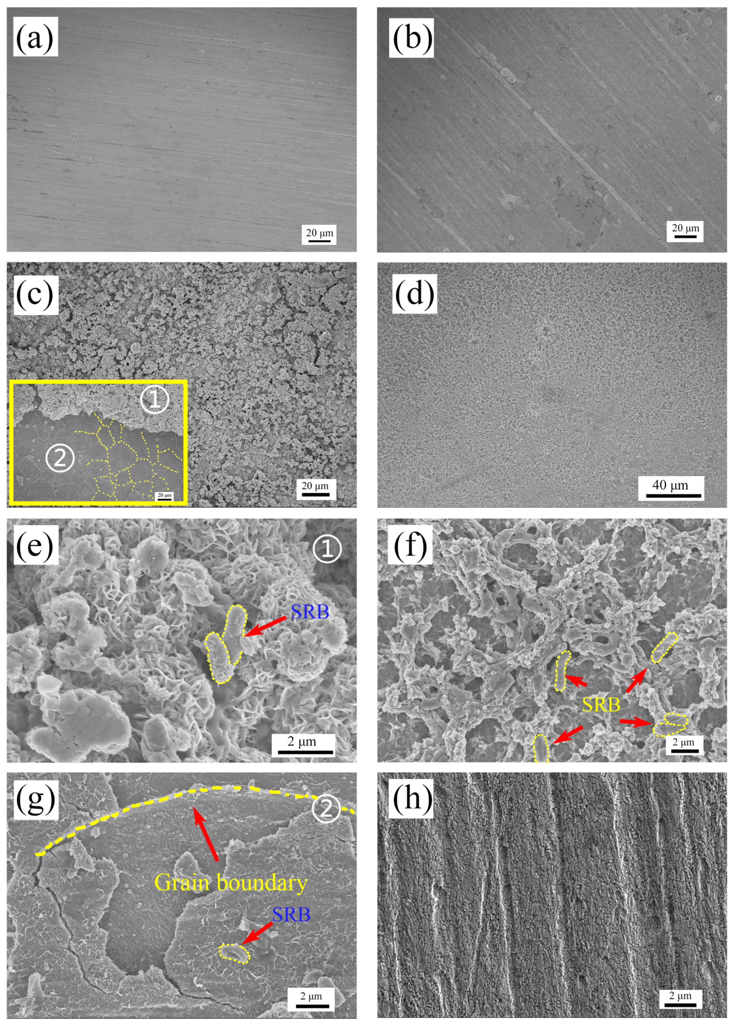 Coatings 13 00478 g001