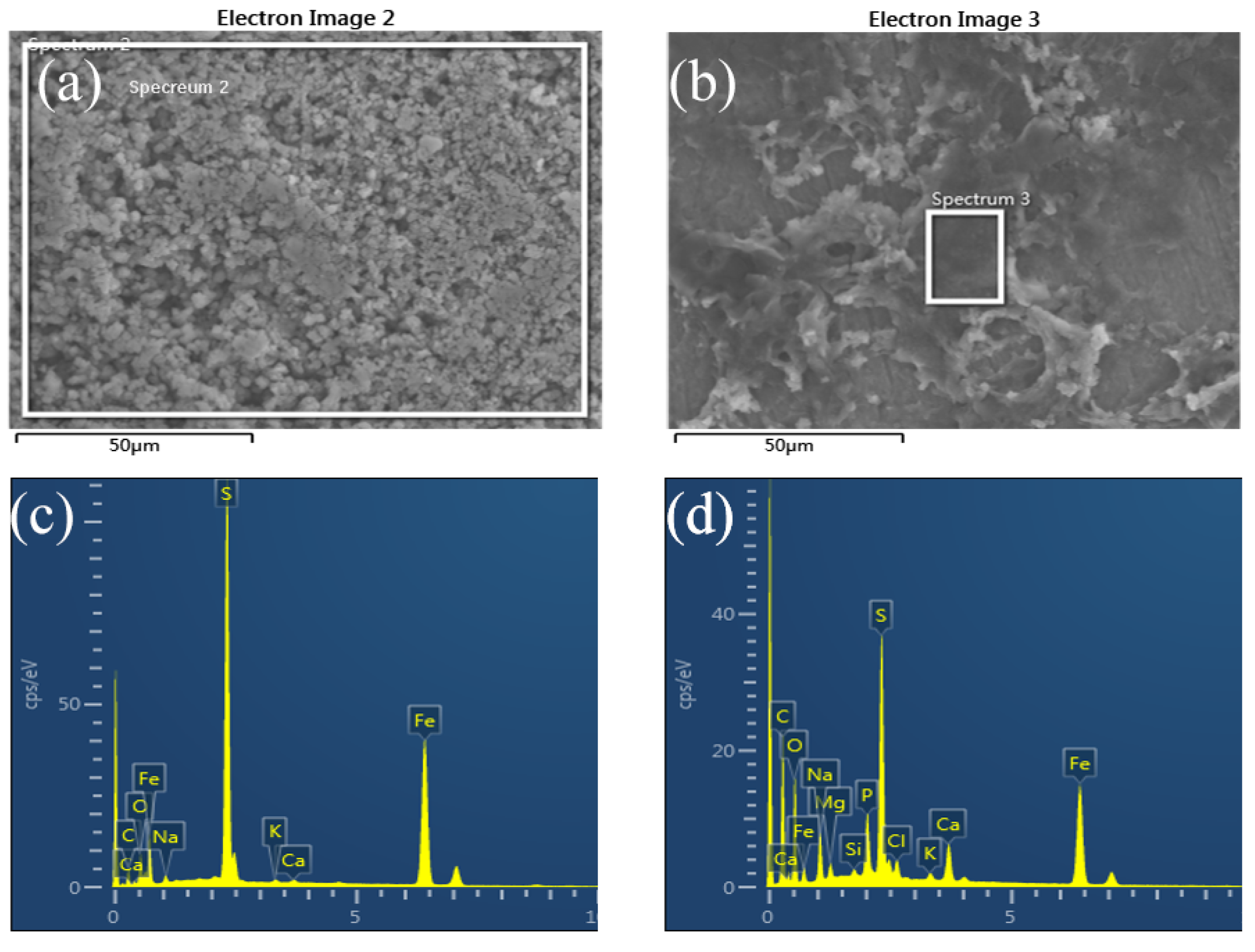 Coatings 13 00478 g002