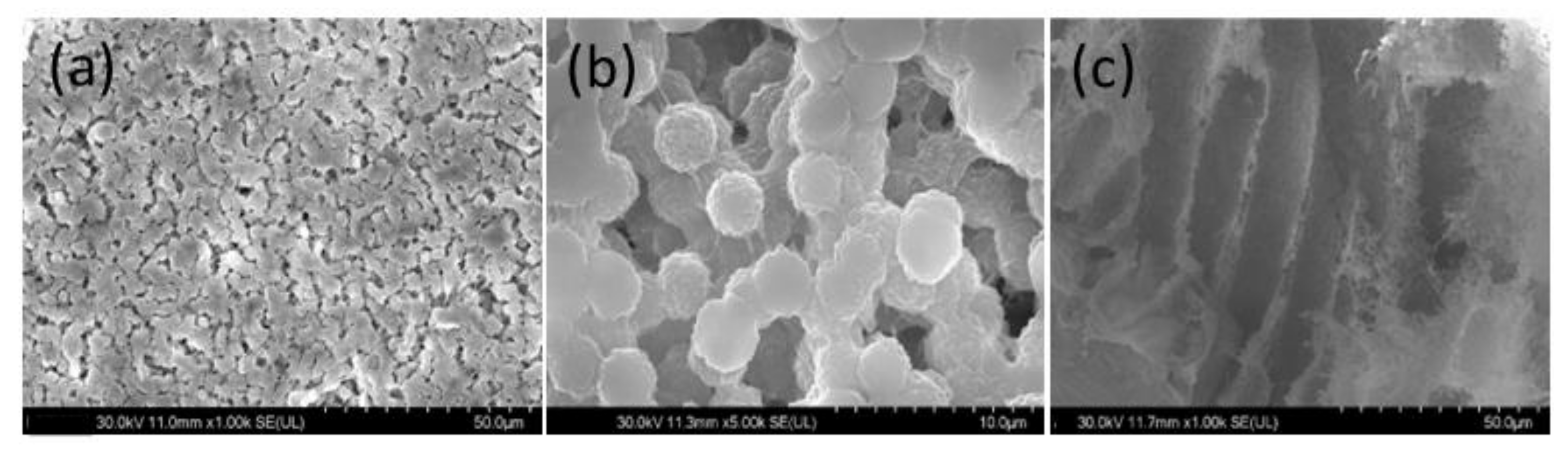 Coatings 13 00594 g003