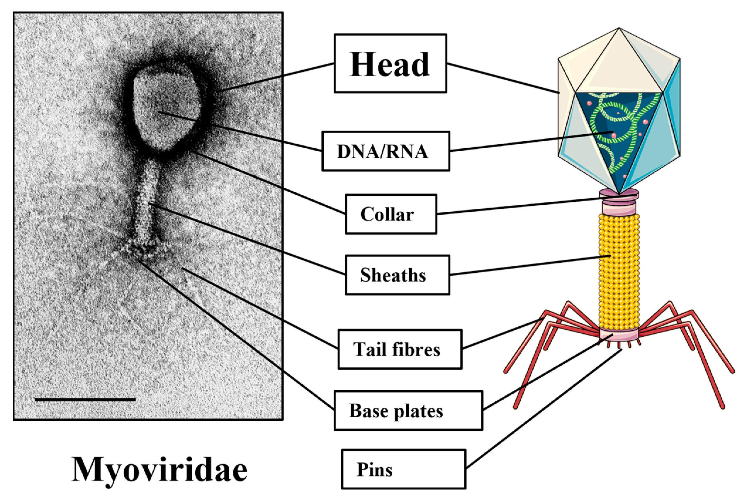 bacteriophage diagram