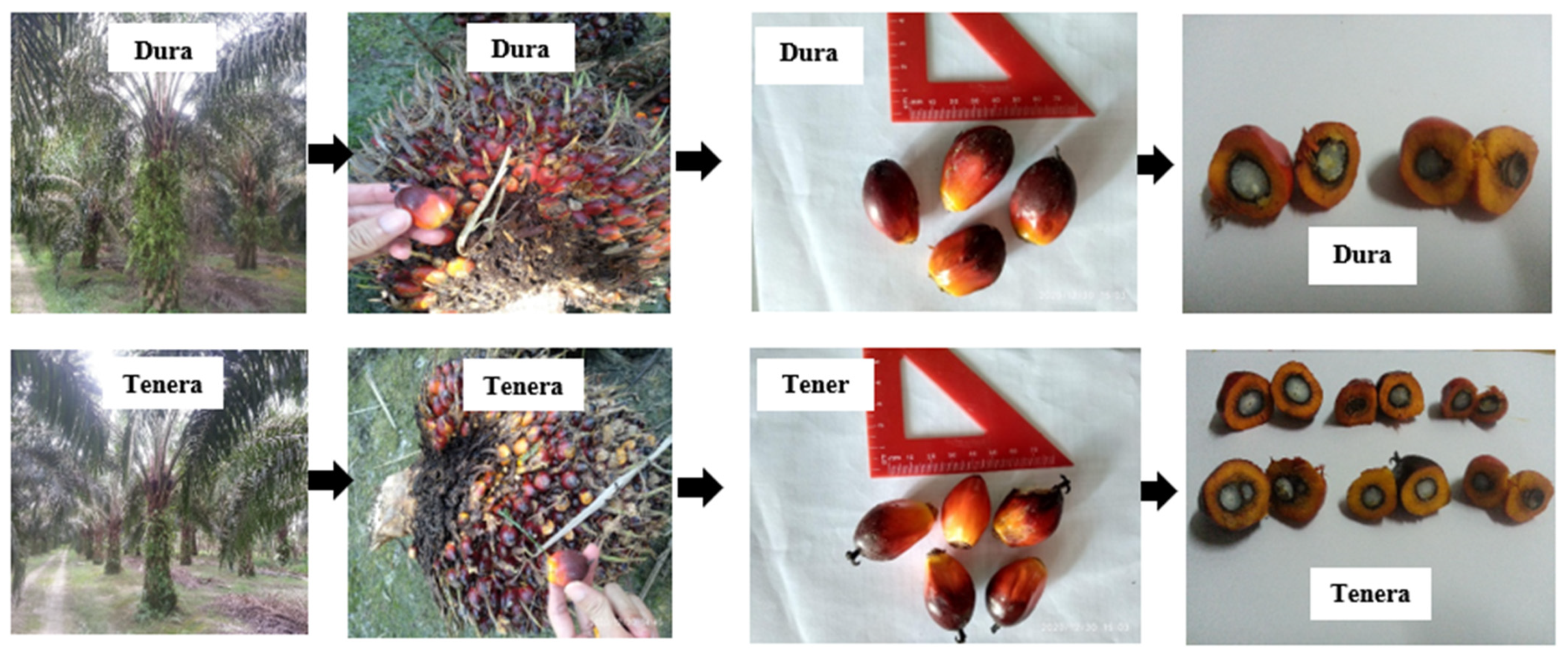 Coatings 13 00864 g001