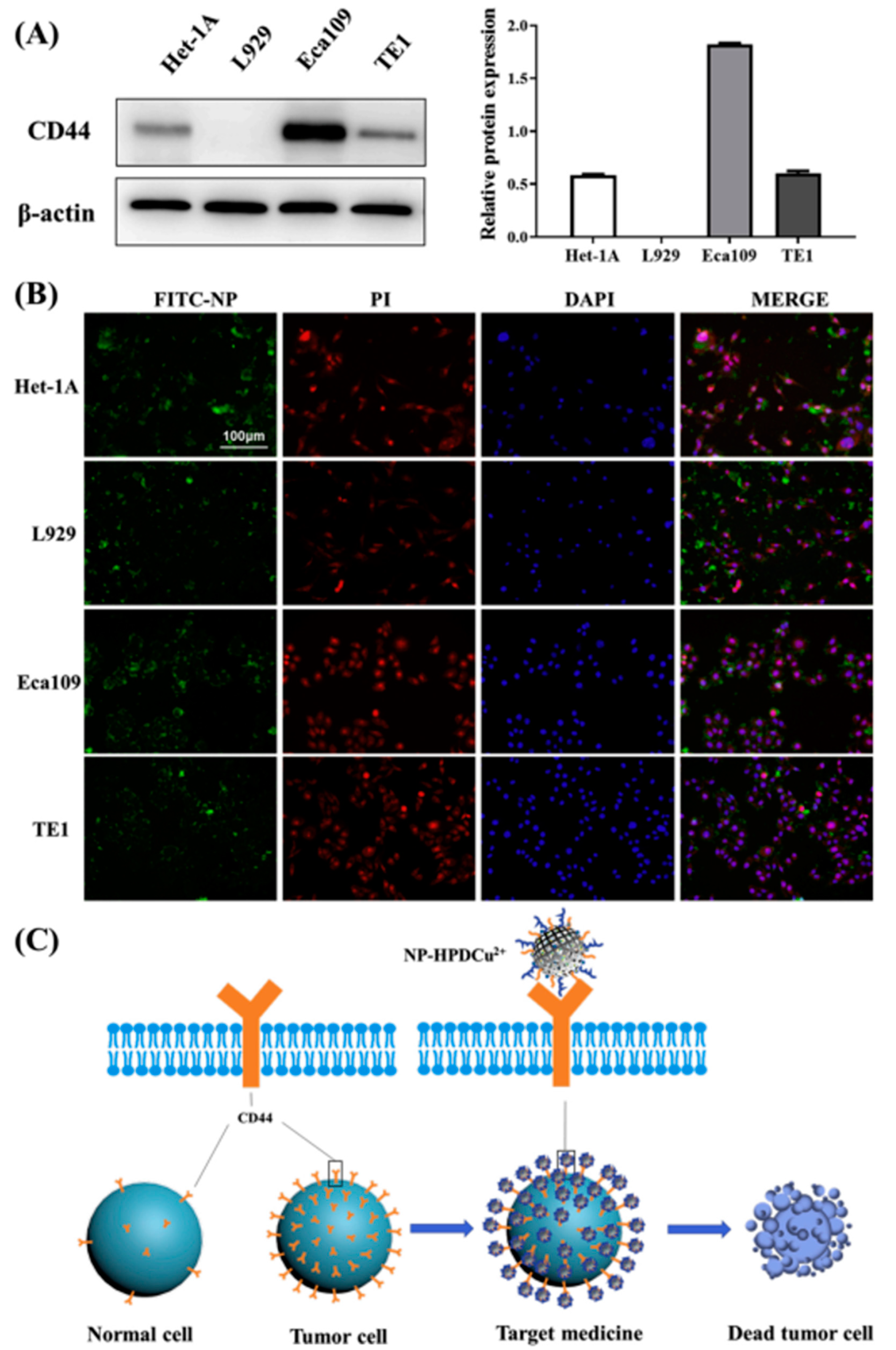 Coatings 13 01345 g005 Coatings 13 01345 g005