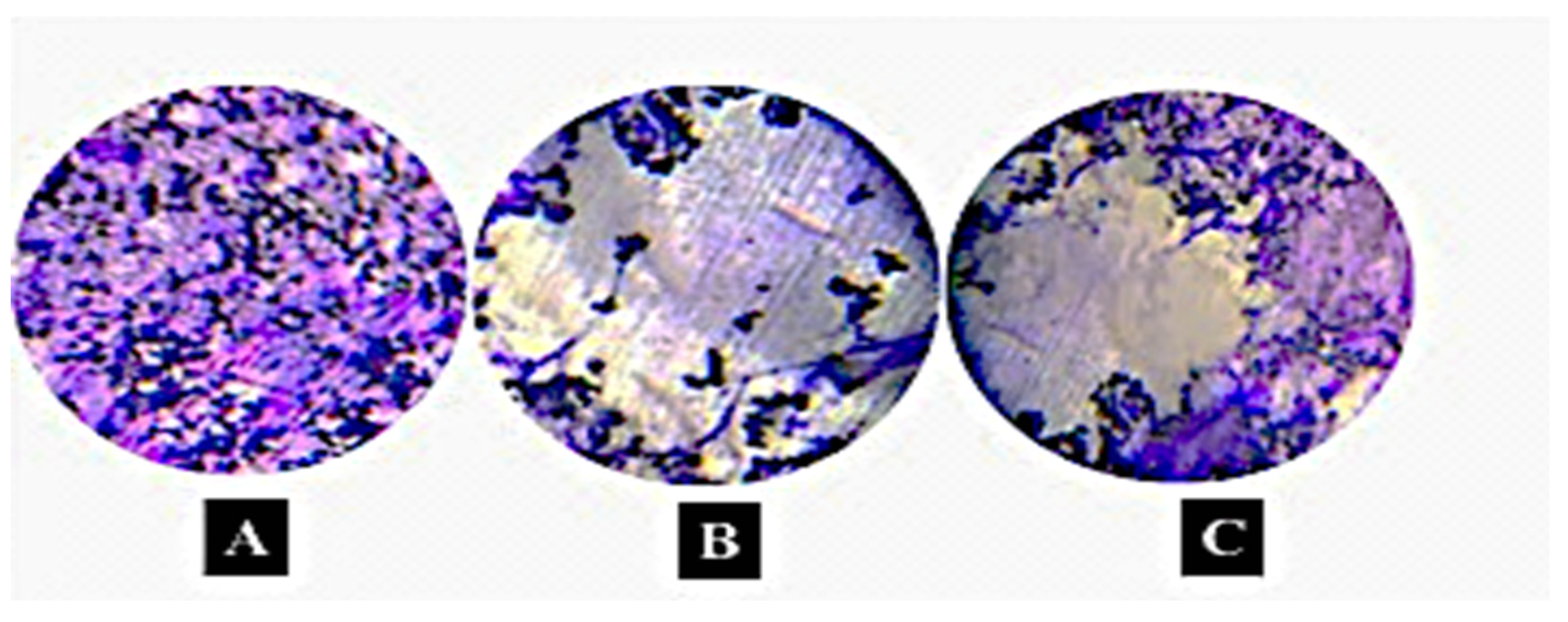 Coatings 13 01429 g004 Coatings 13 01429 g004