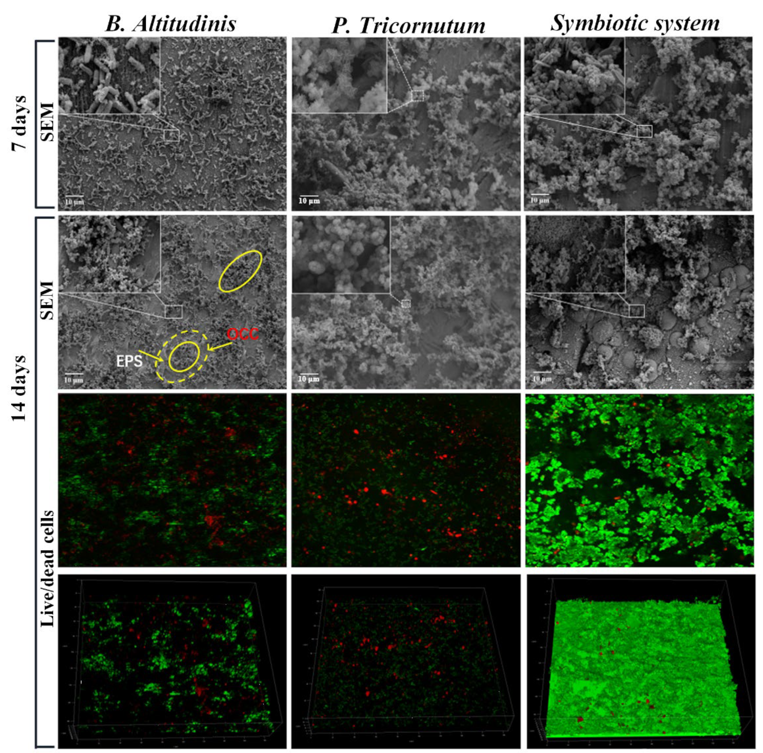 Coatings 13 01683 g004 Coatings 13 01683 g004