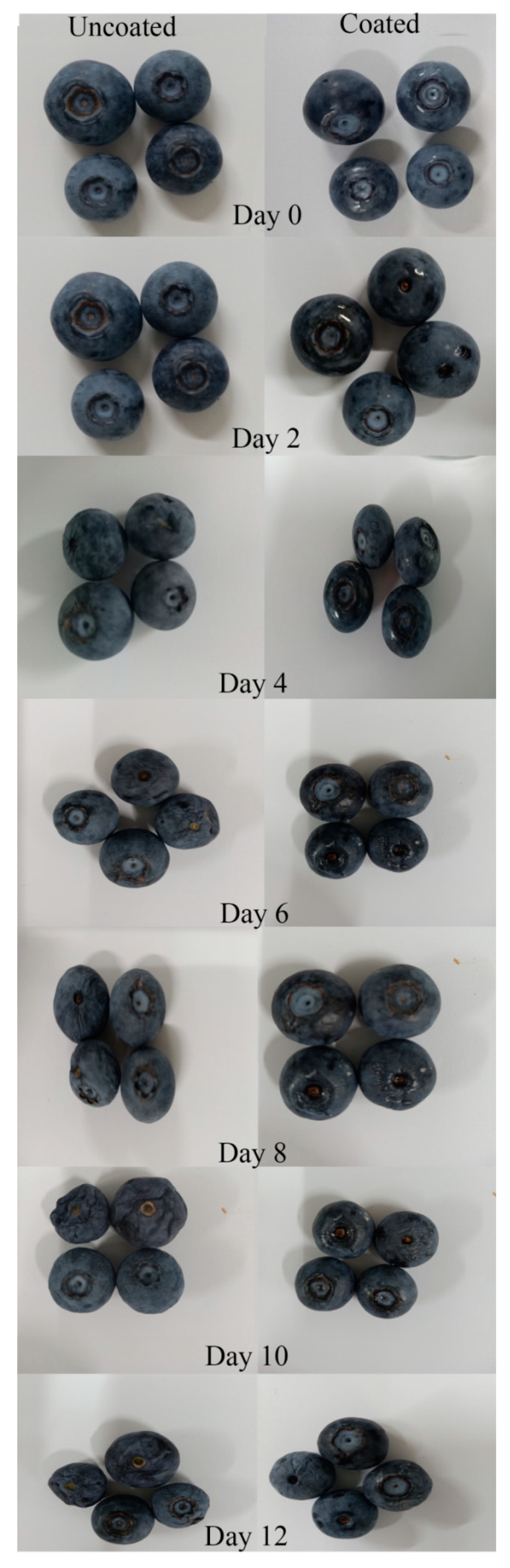 Coatings 13 01832 g004