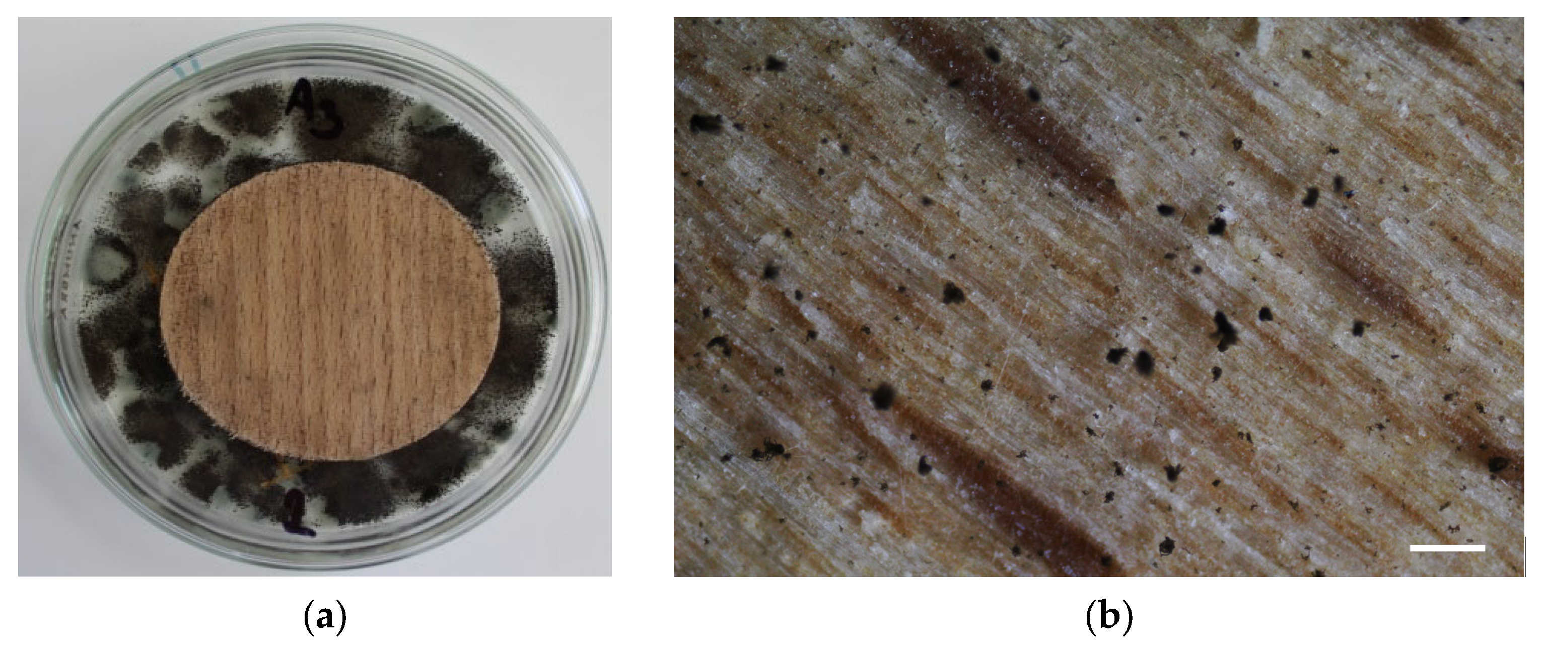 Coatings 13 01903 g005