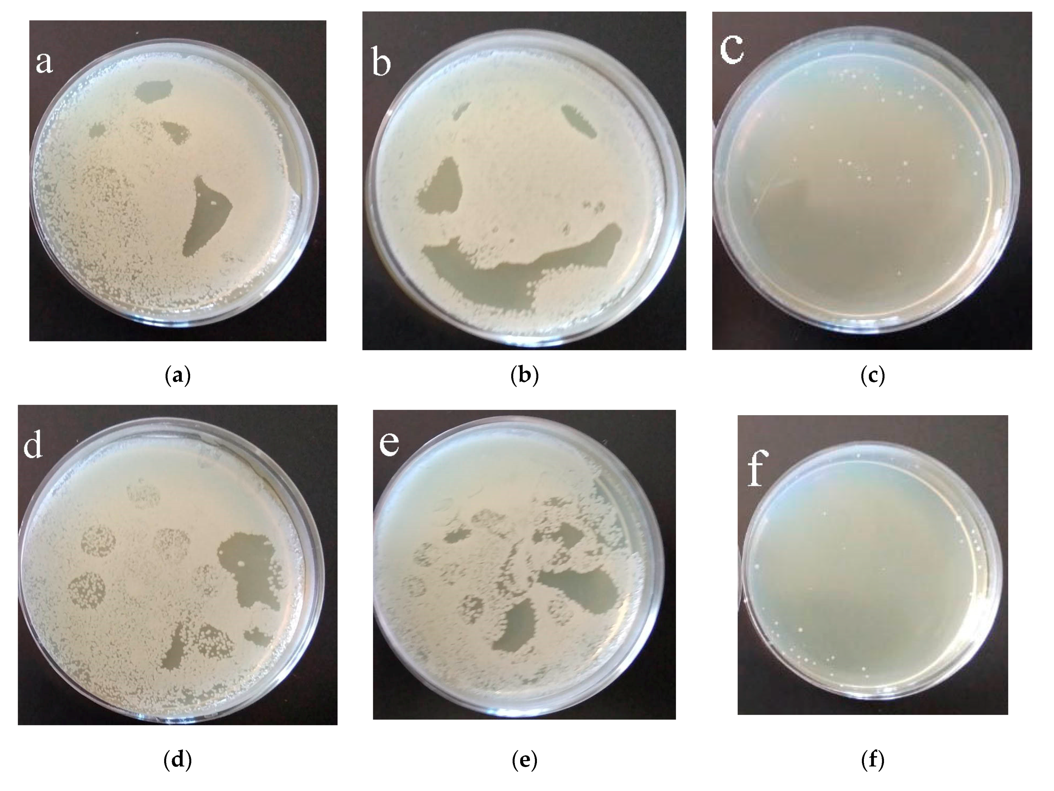 Coatings 13 01921 g012