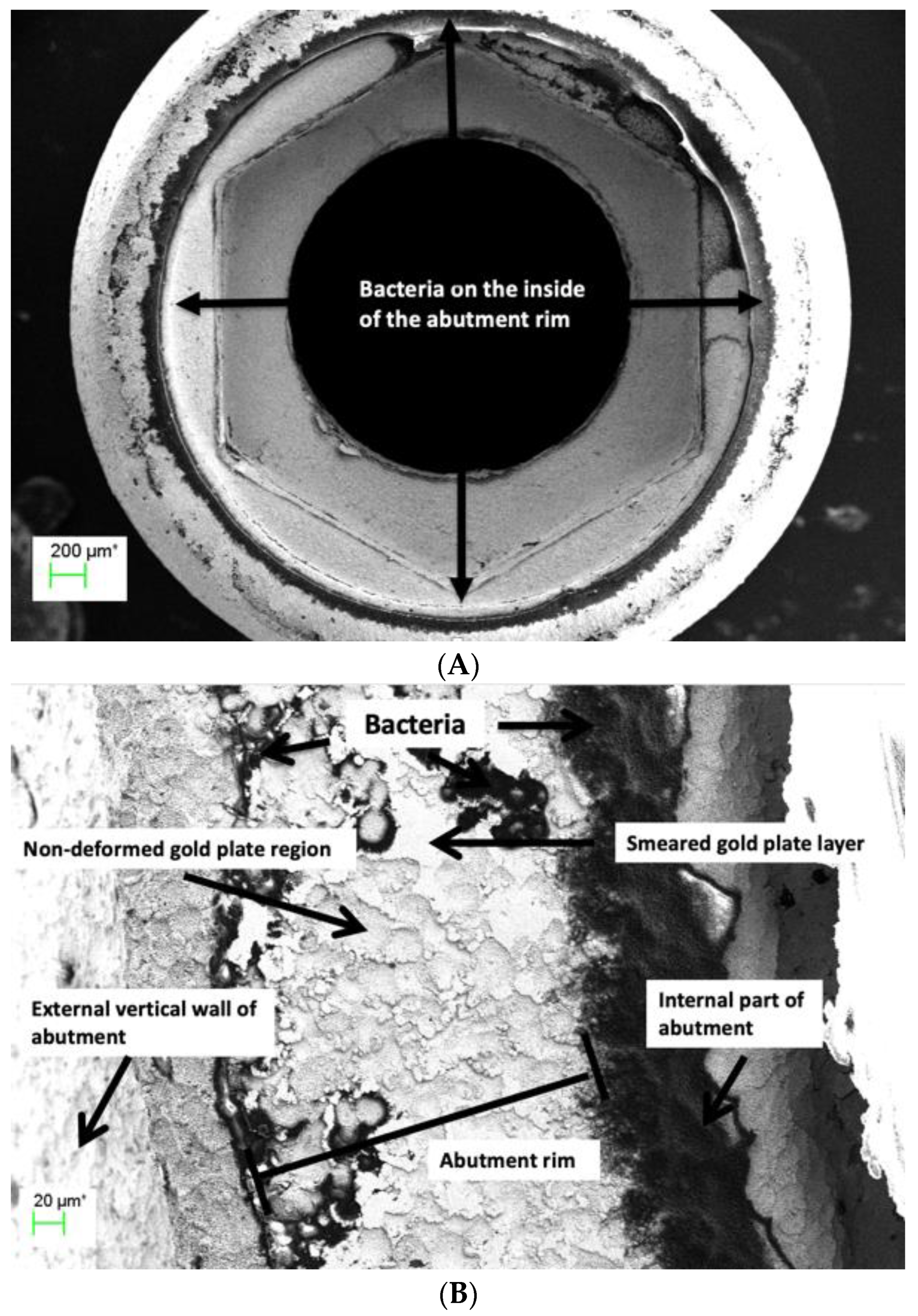 Coatings 13 01976 g010 Coatings 13 01976 g010