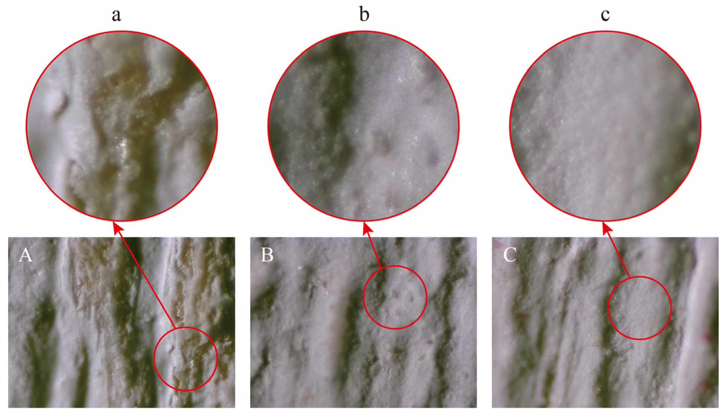 Coatings 13 02071 g006