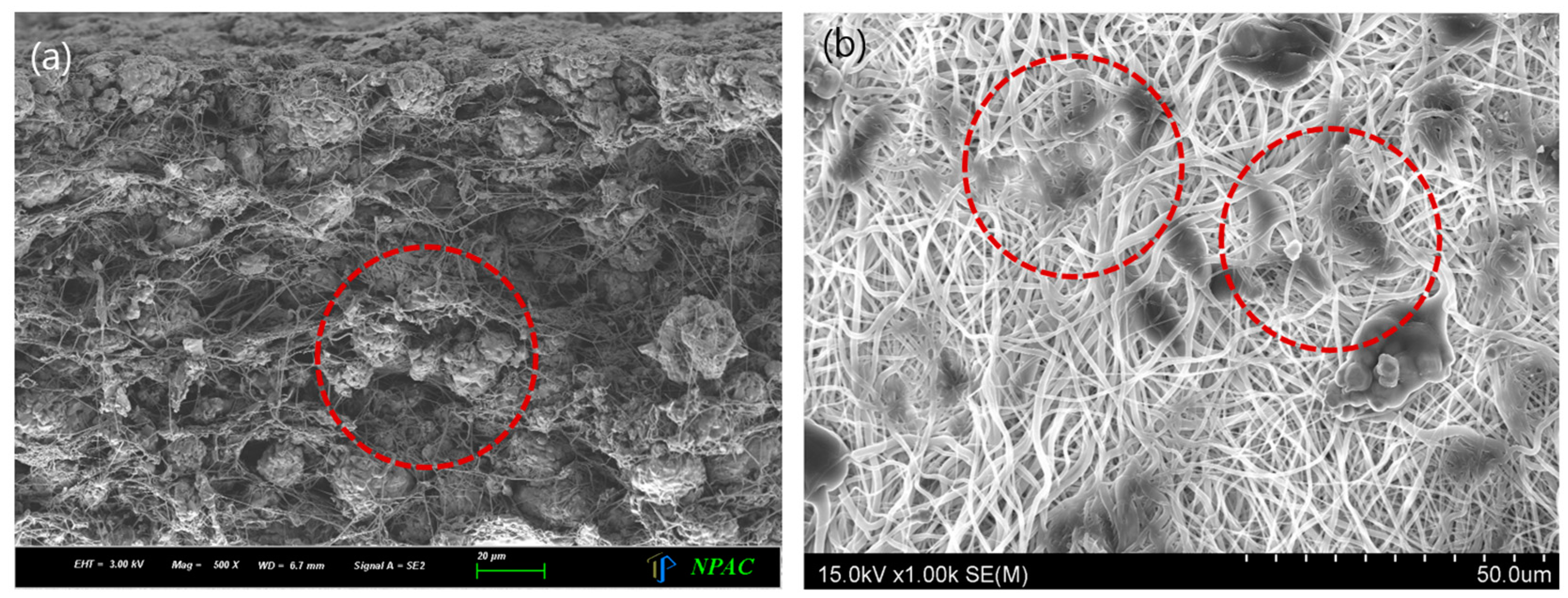 Coatings 14 00036 g004