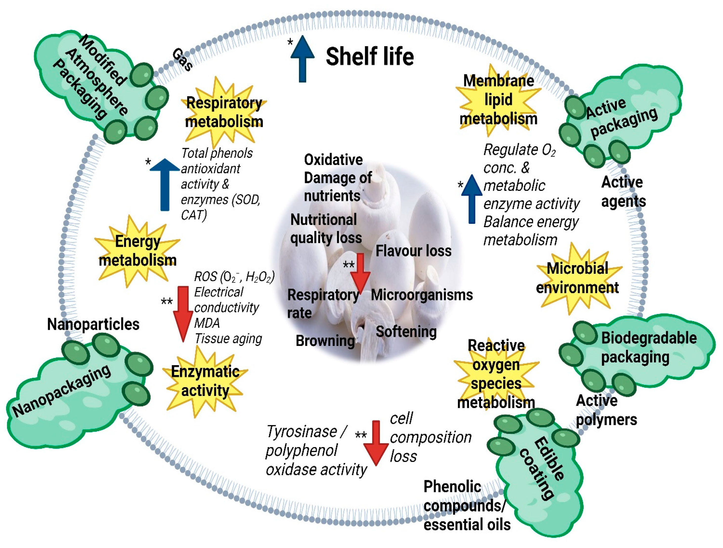 Coatings 14 00172 g002