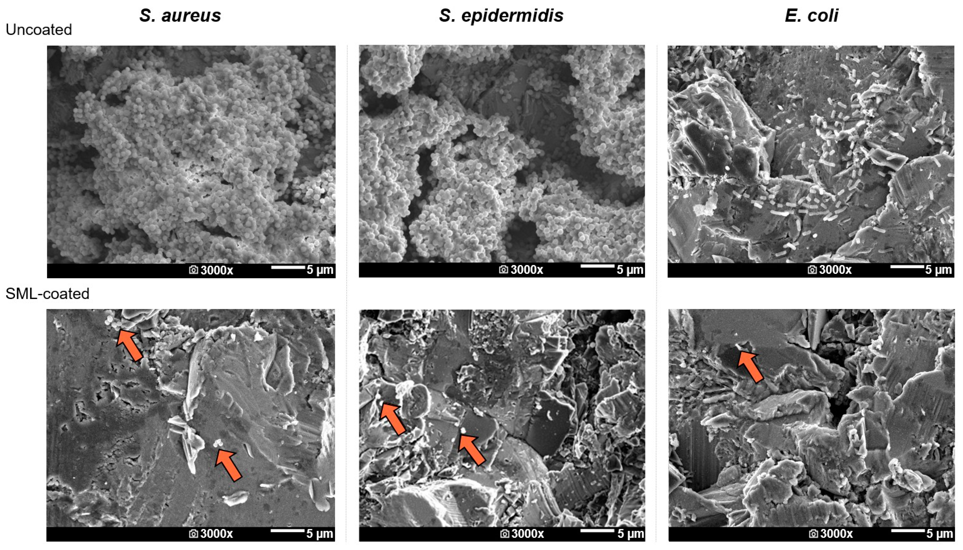 Coatings 14 00216 g006