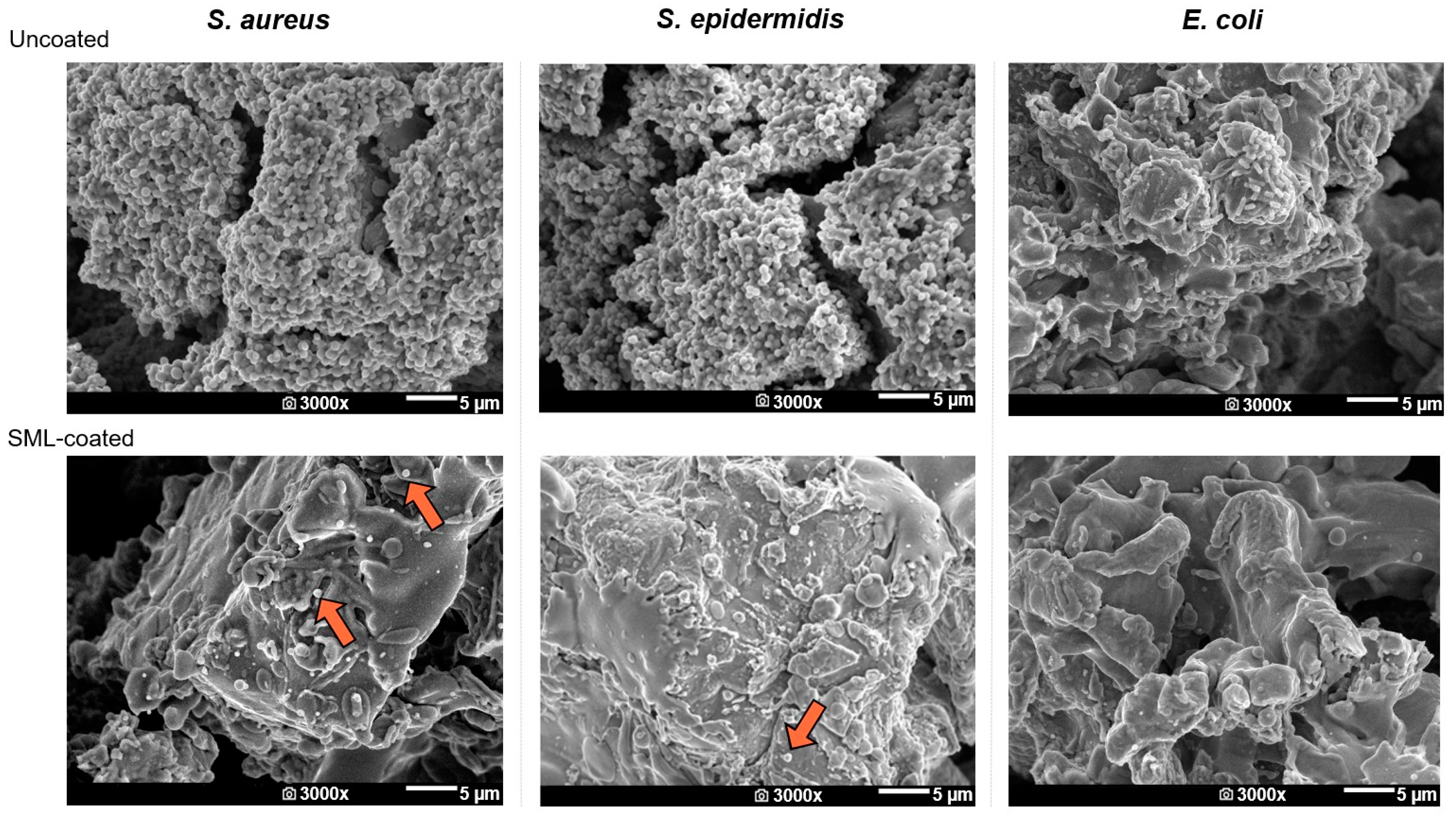 Coatings 14 00216 g007