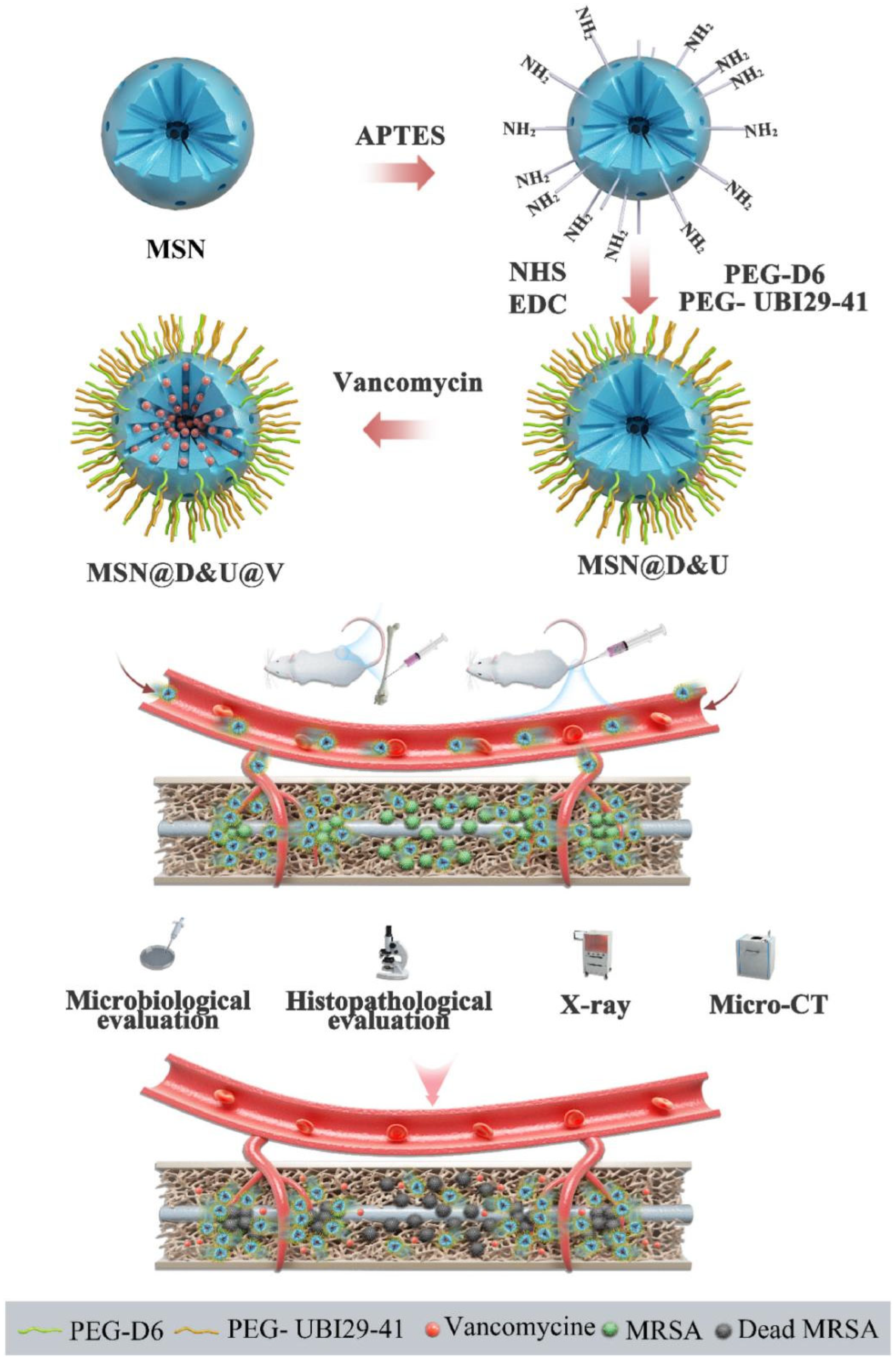 Coatings 14 00254 g002