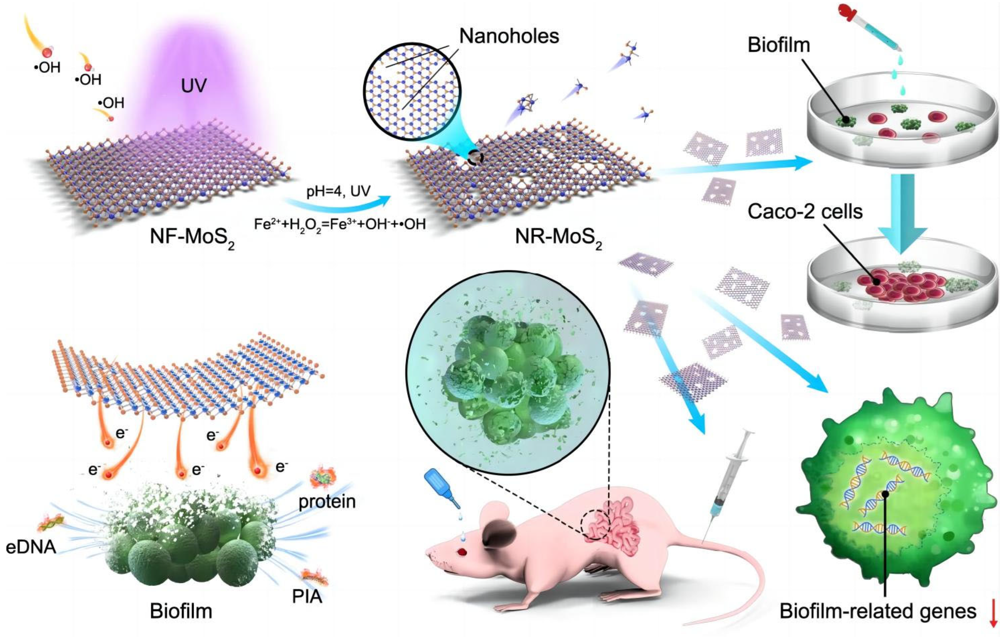 Coatings 14 00254 g004