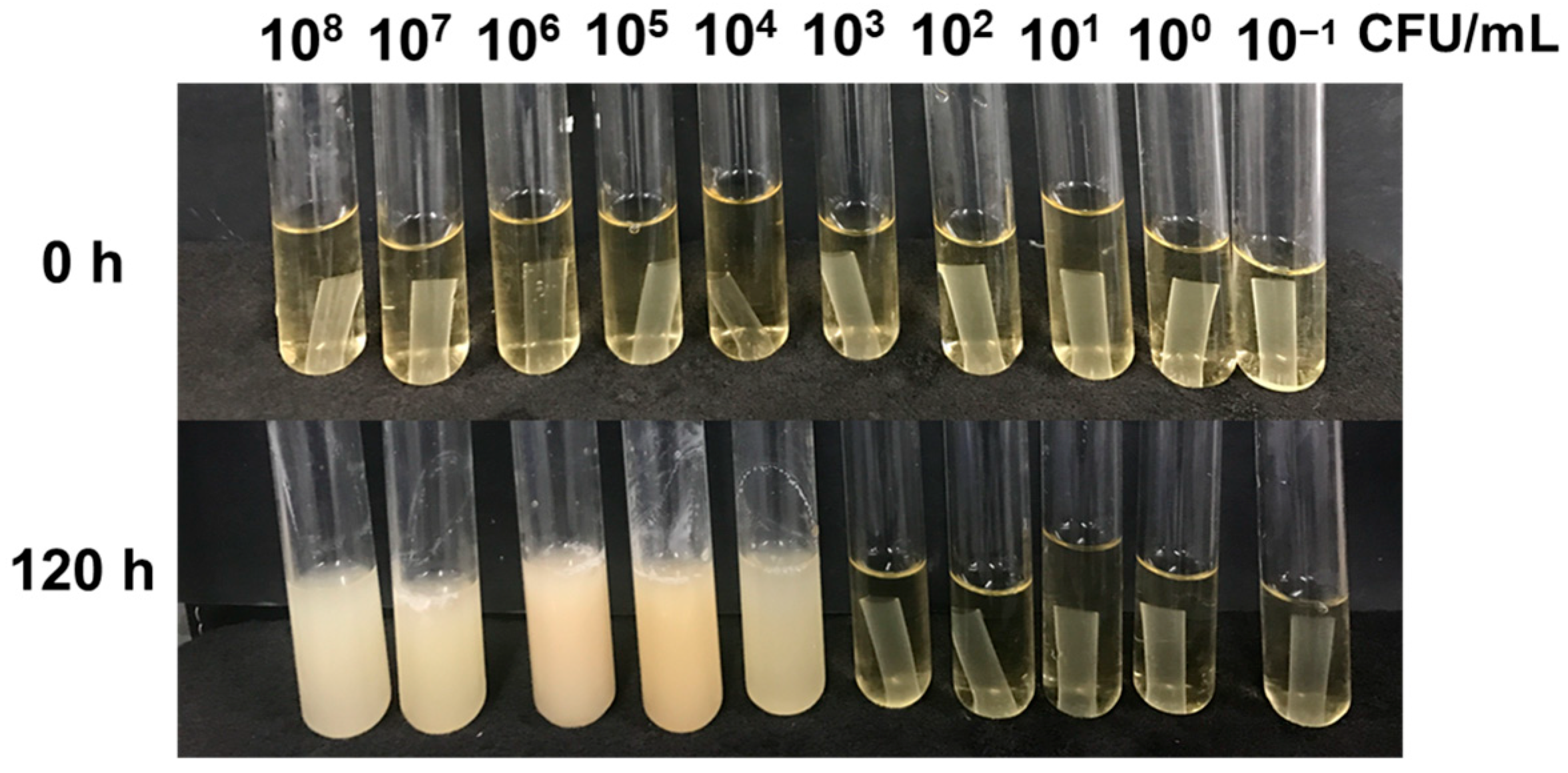Coatings 14 00381 g004