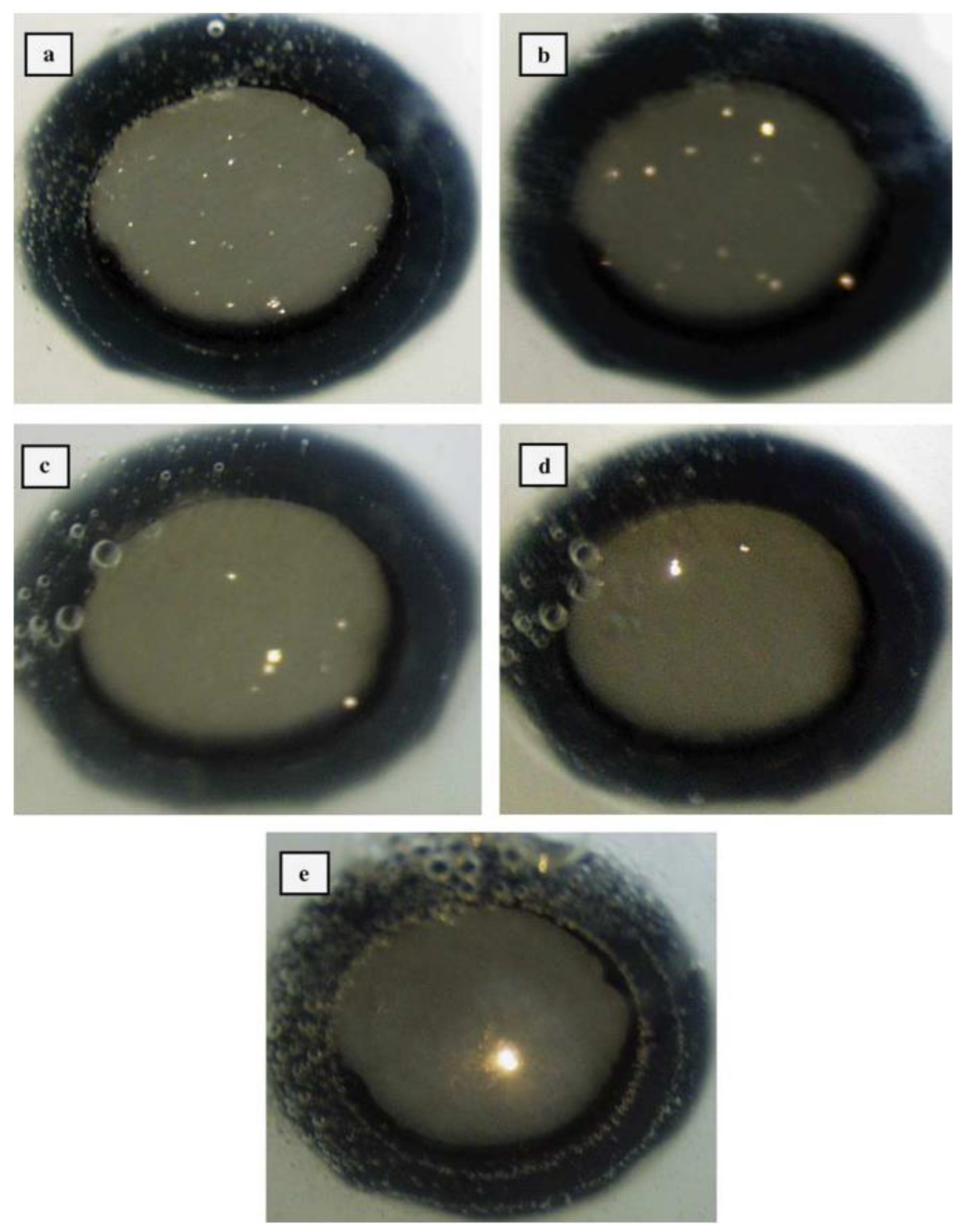 Coatings 14 00451 g002