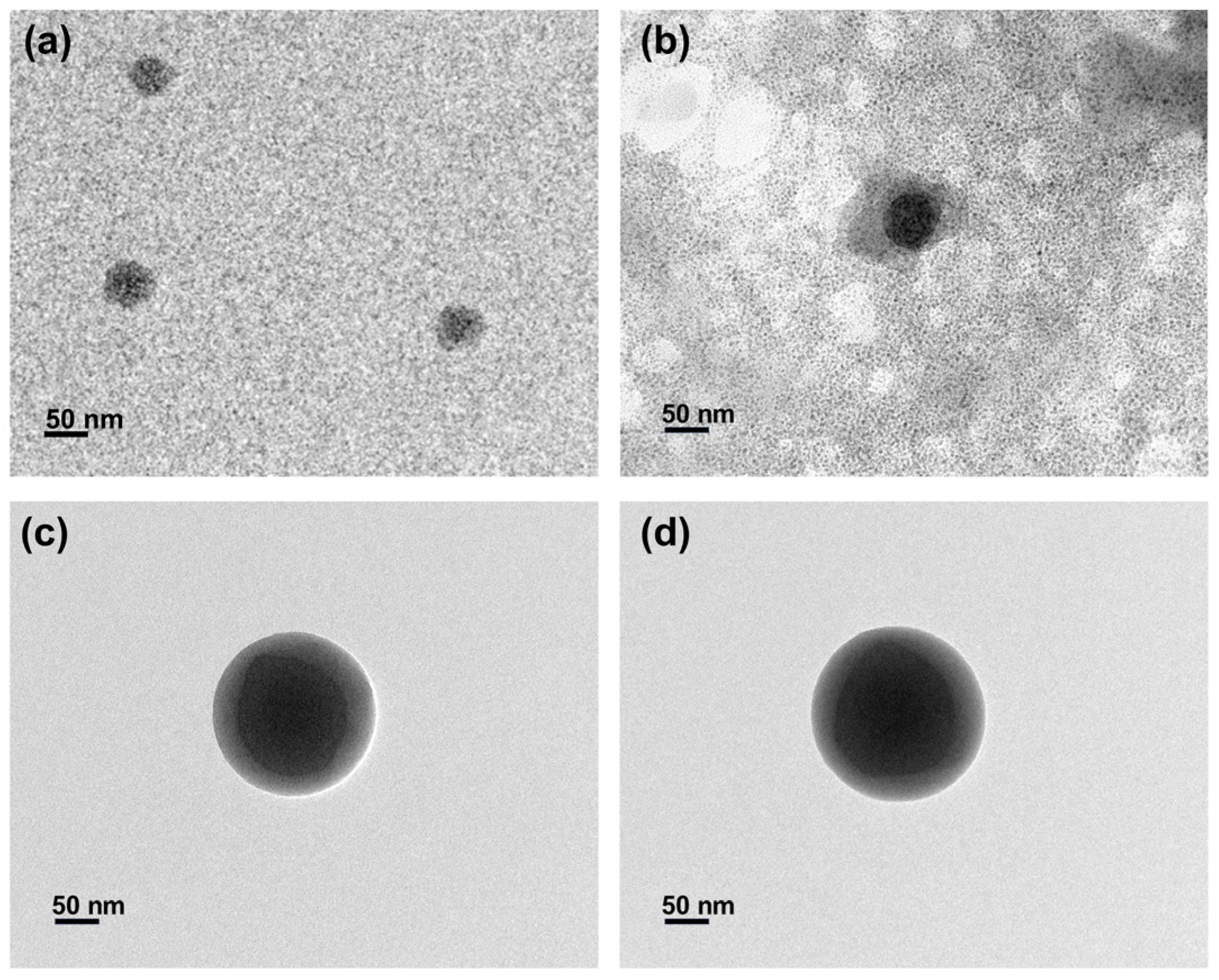 Coatings 14 00677 g004