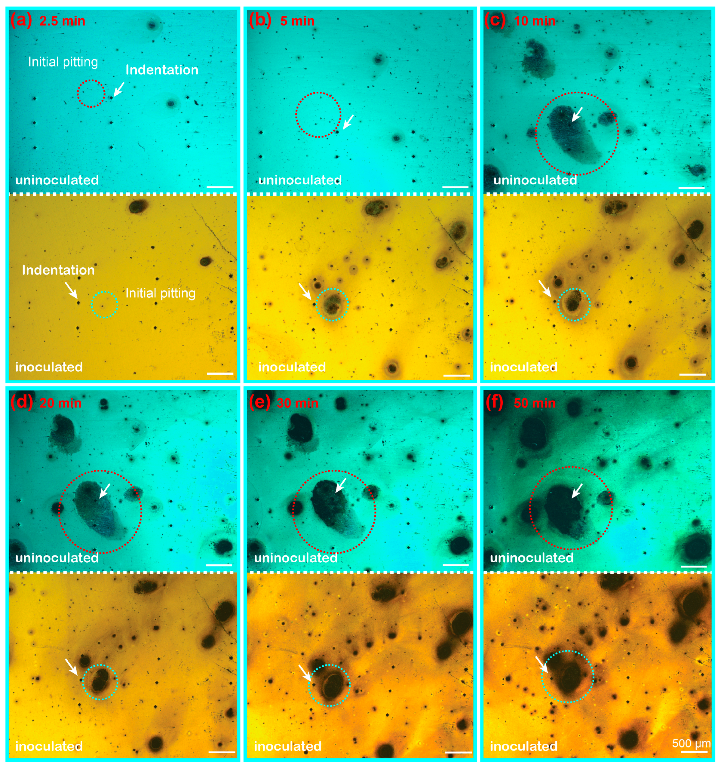 Coatings 14 00836 g002