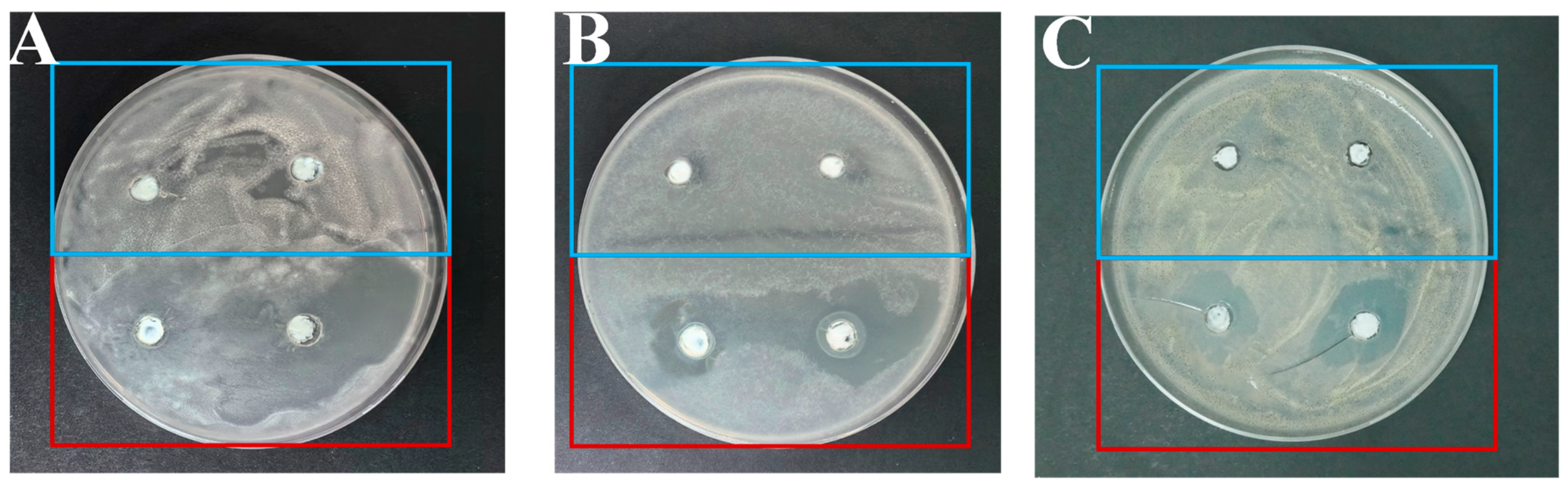 Coatings 14 00851 g004