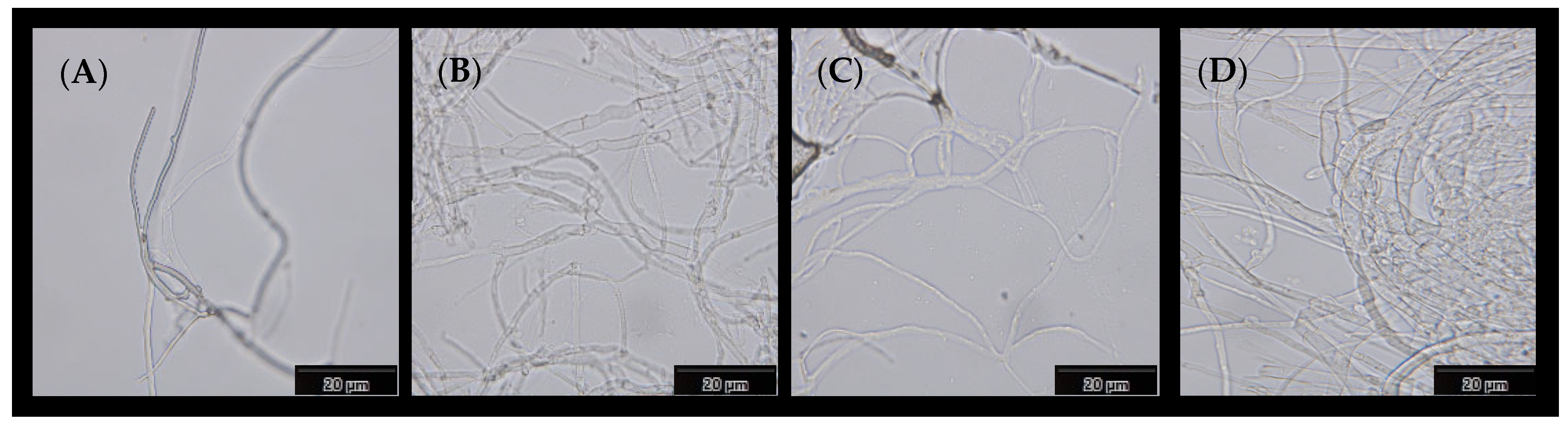 Coatings 14 00862 g002