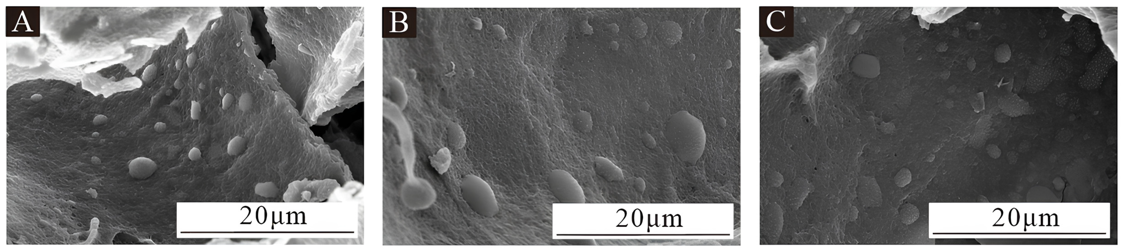 Coatings 14 01013 g002