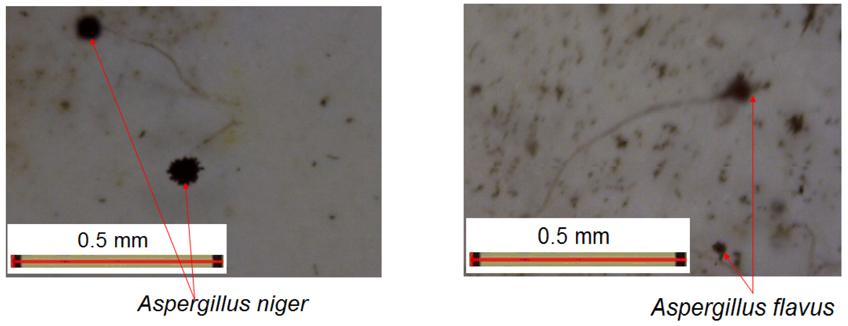 Coatings 14 01016 g014