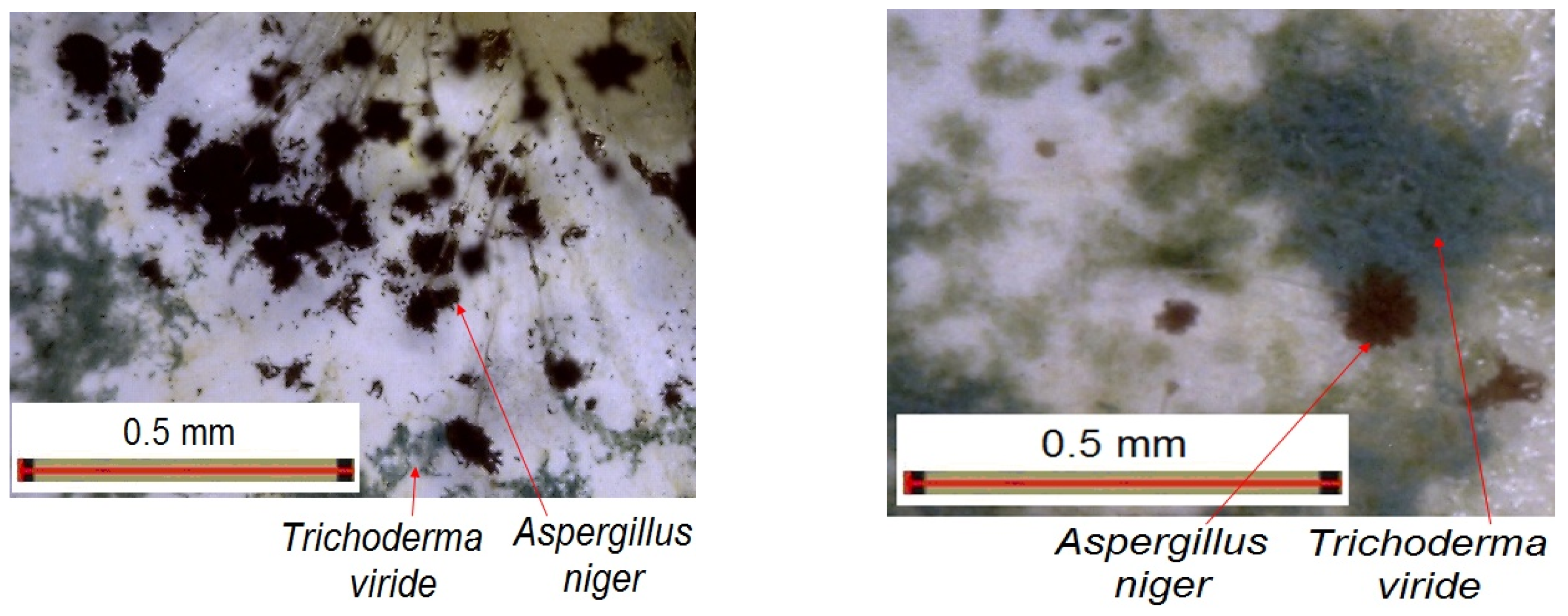 Coatings 14 01016 g015