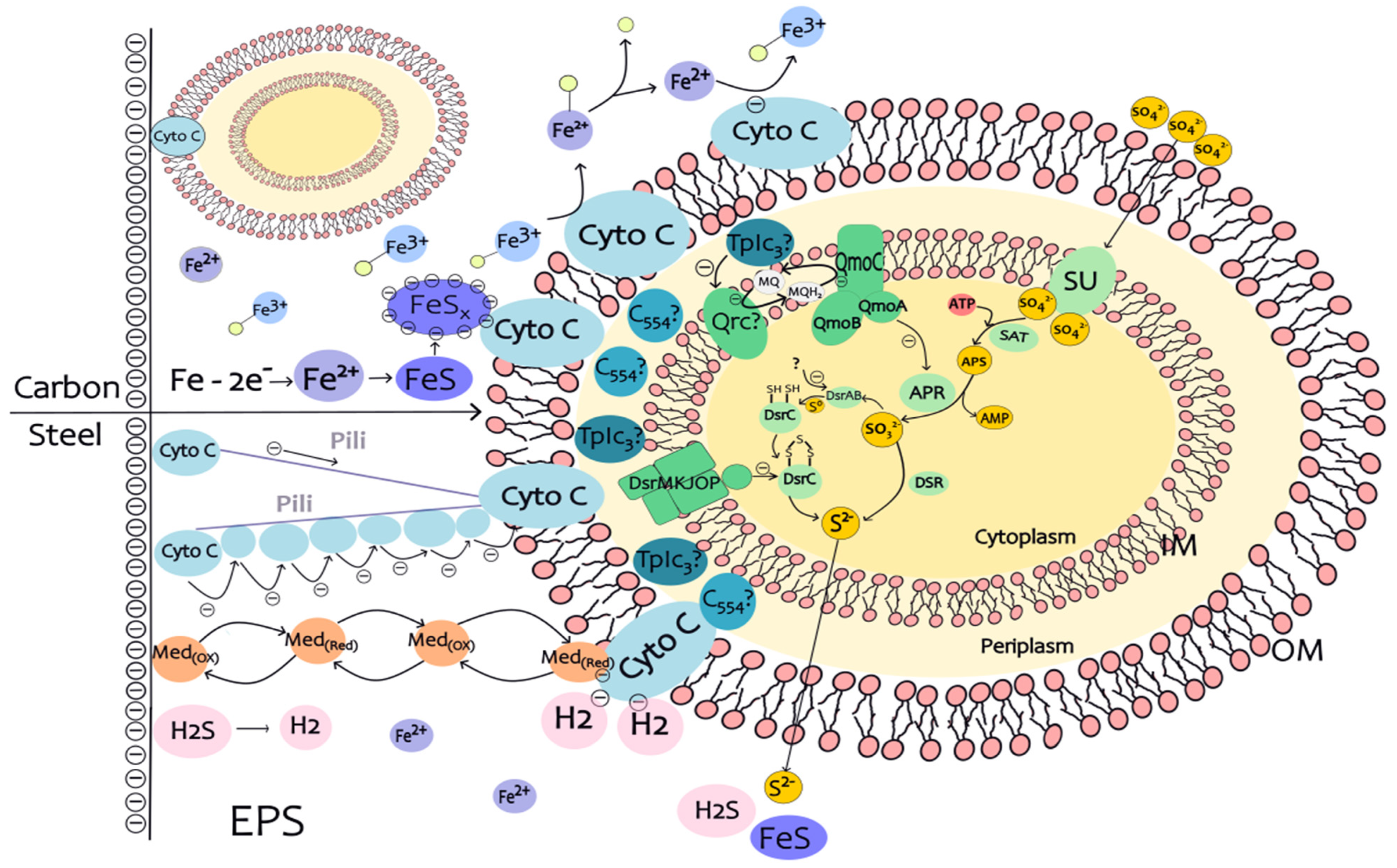 Coatings 14 01105 g005