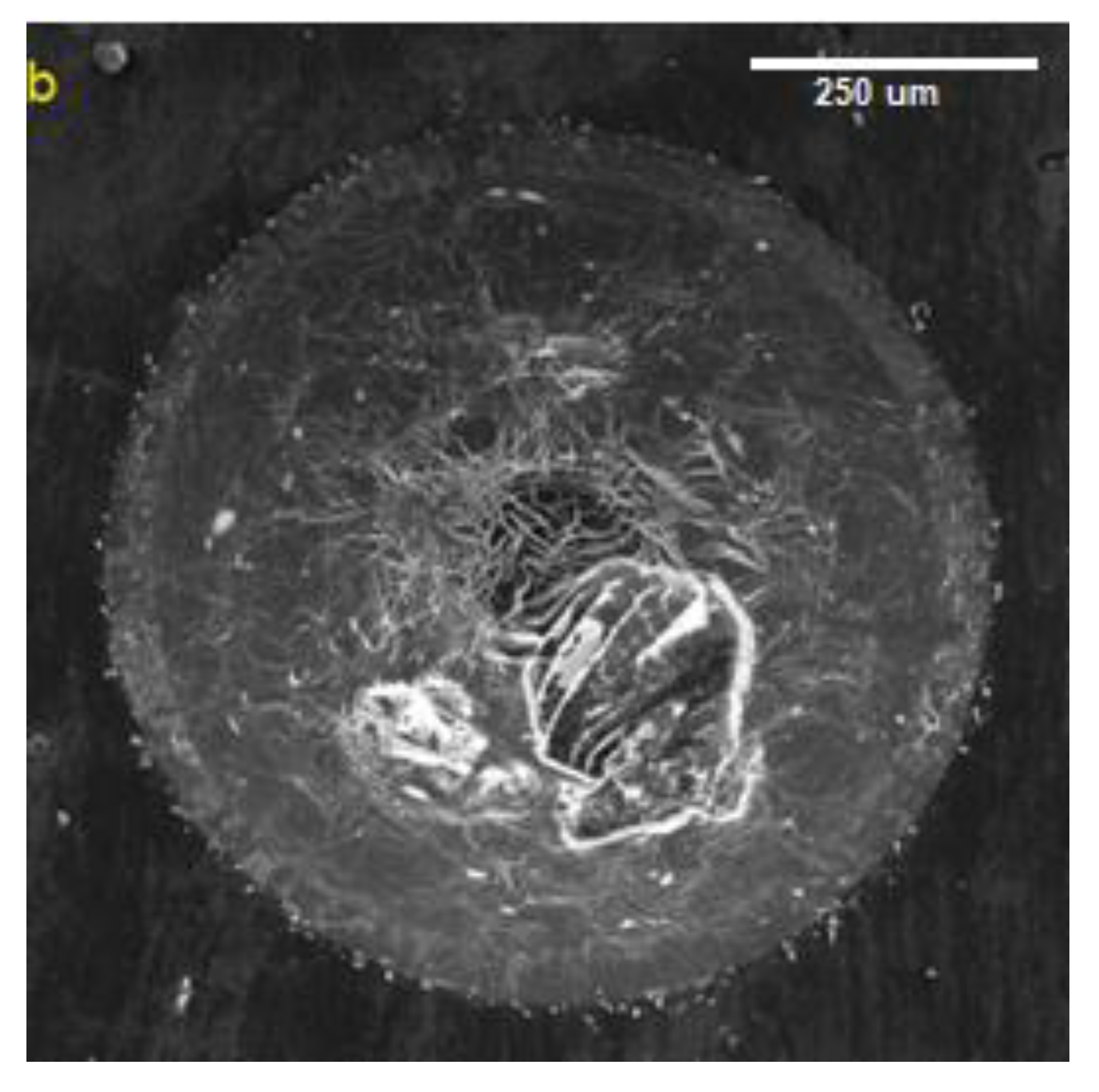 Coatings 14 01393 g010b