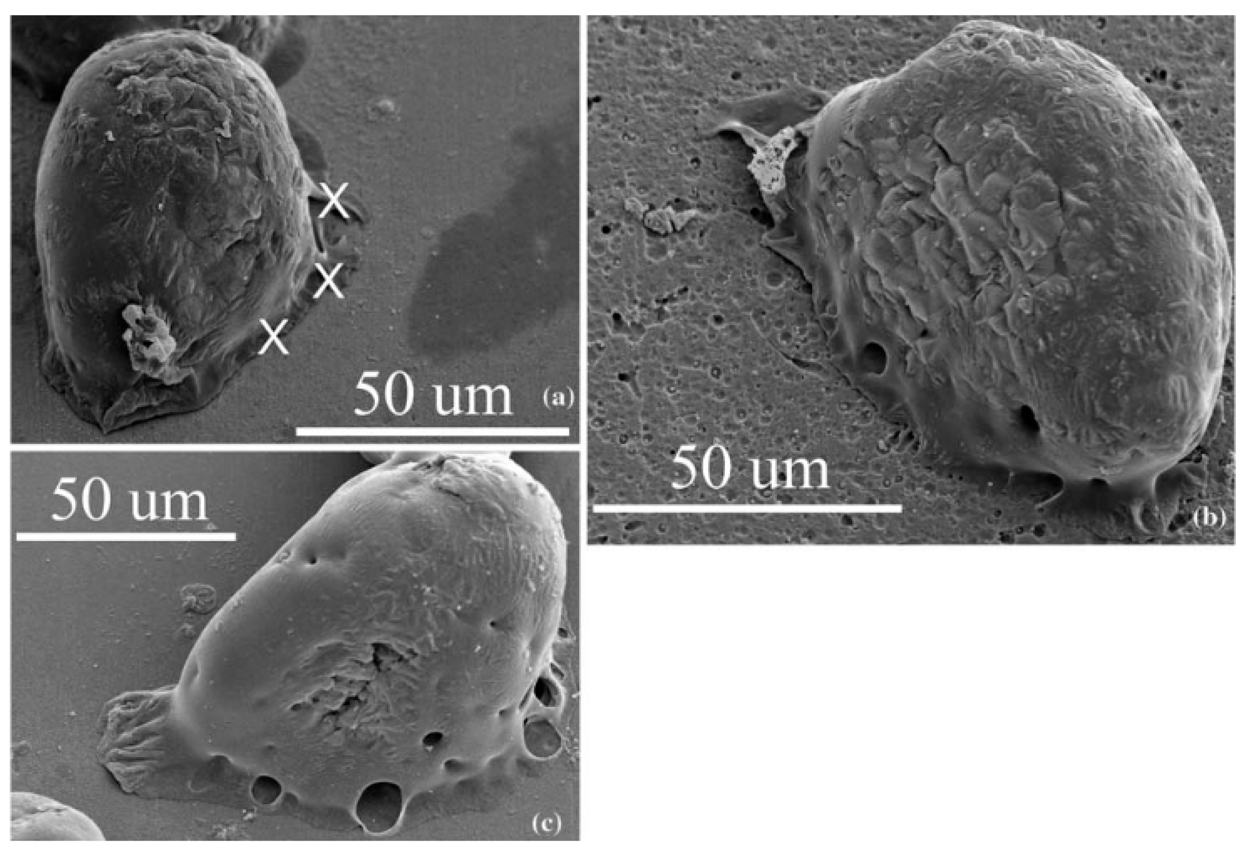 Coatings 14 01451 g003