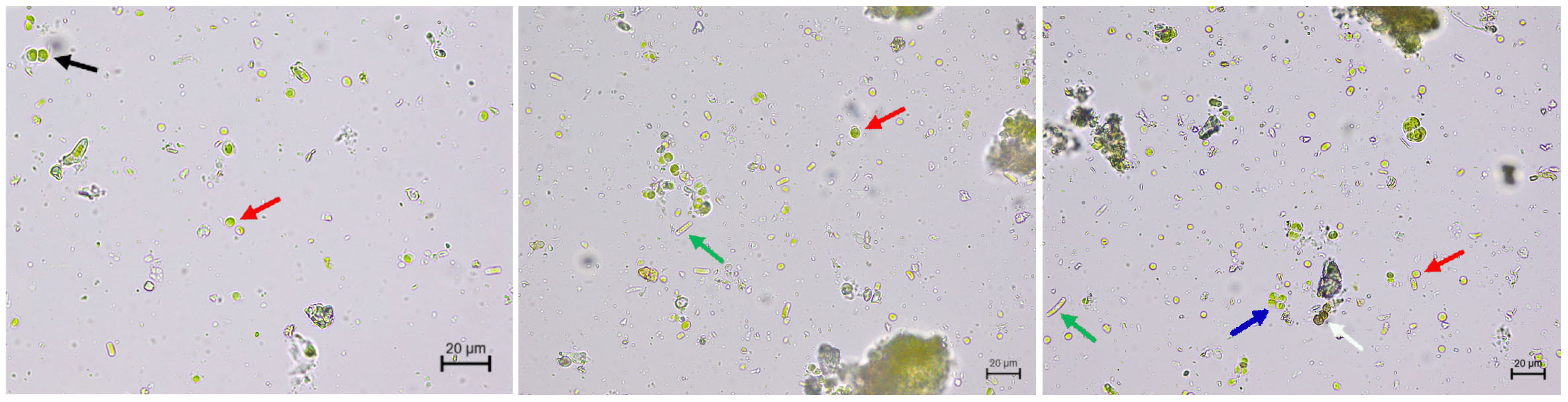 Coatings 14 01546 g003
