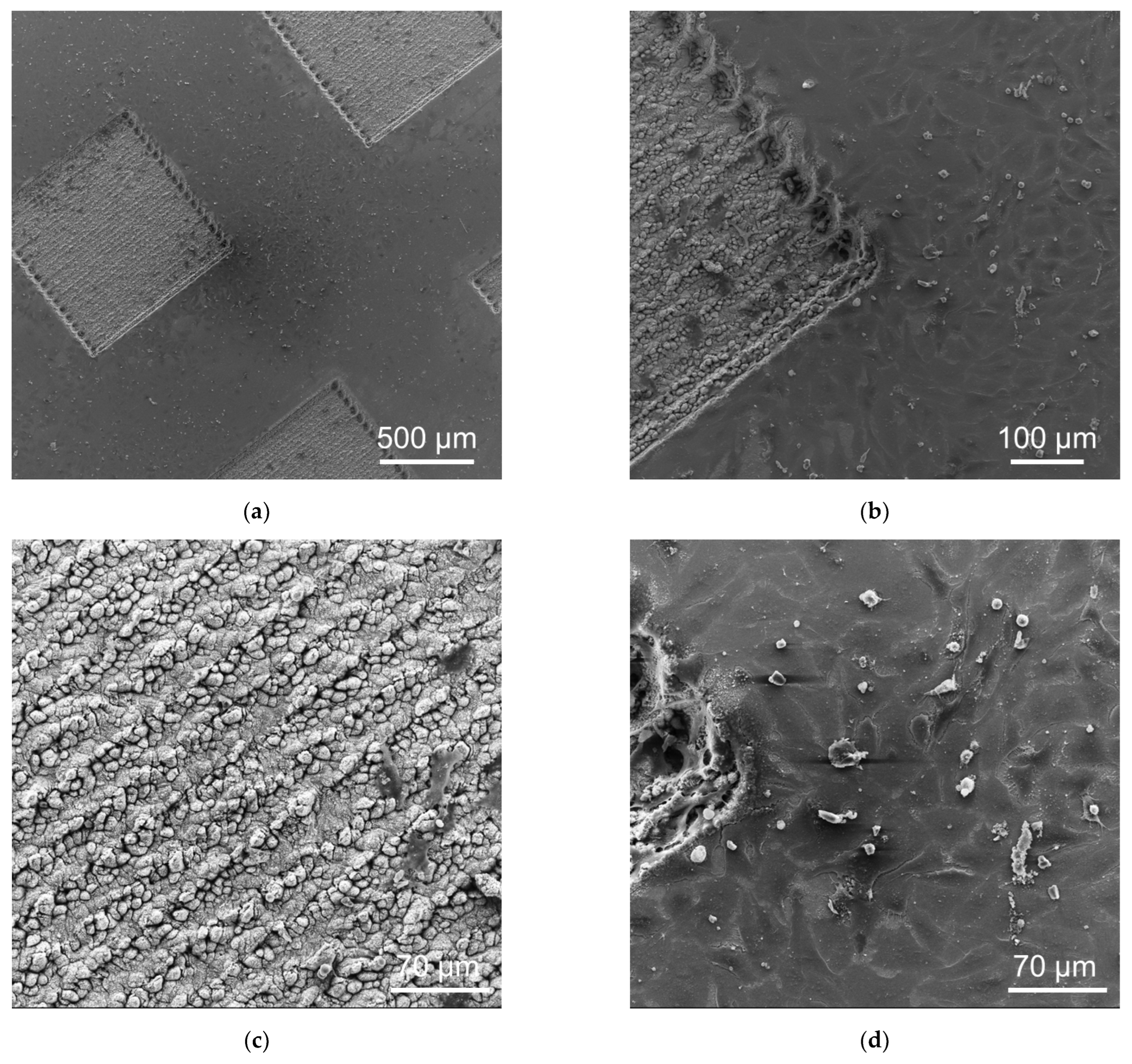 Coatings 15 00127 g004