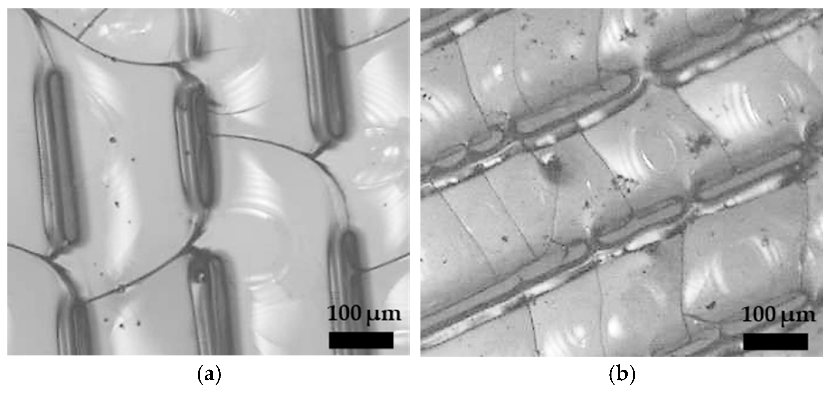 Coatings 15 00195 g003