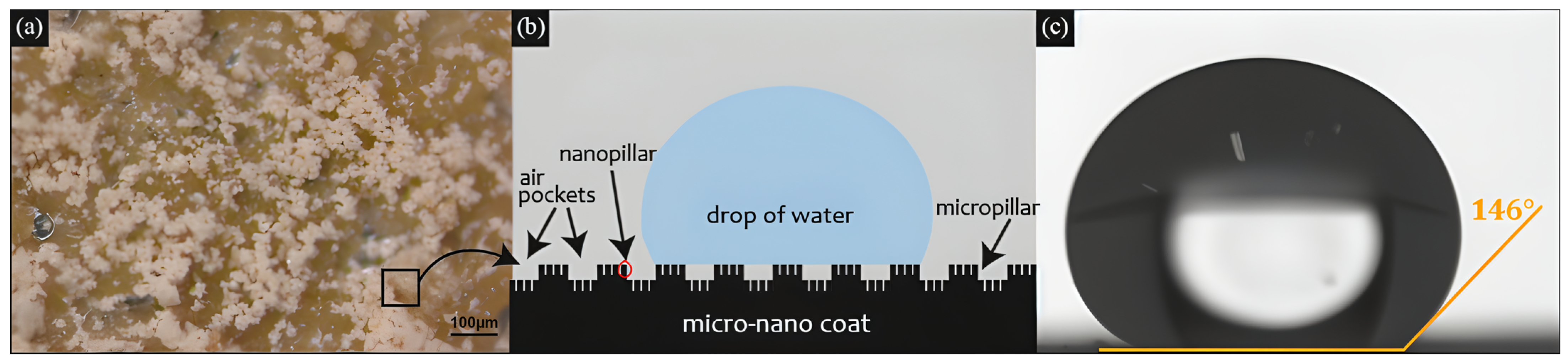 Coatings 15 00419 g007