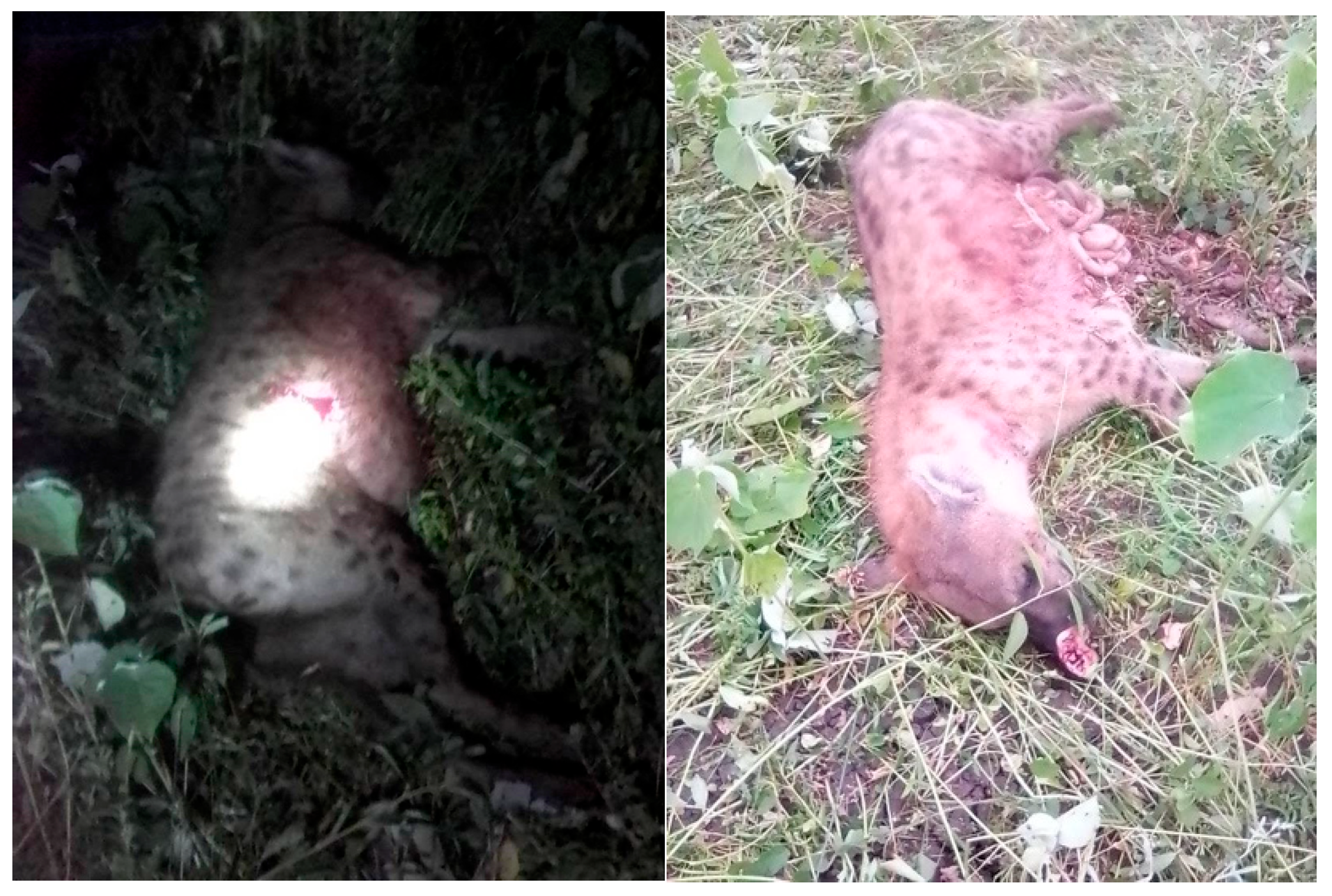 Conservation 04 00008 g004 Conservation 04 00008 g004